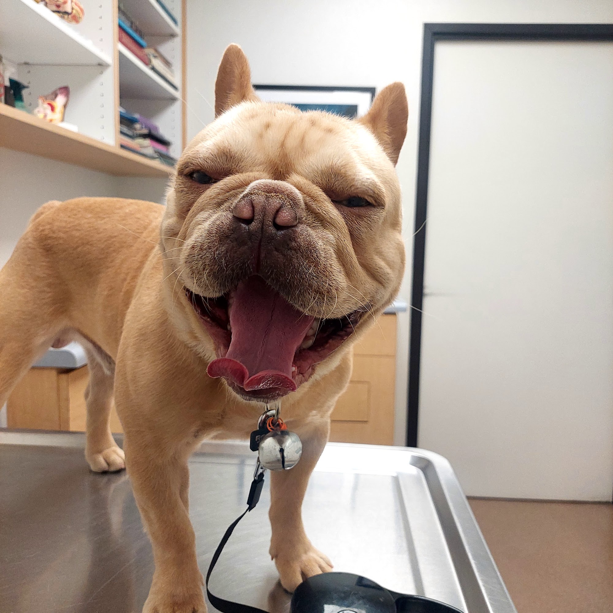 Christine B. McFadden, DVM Merced