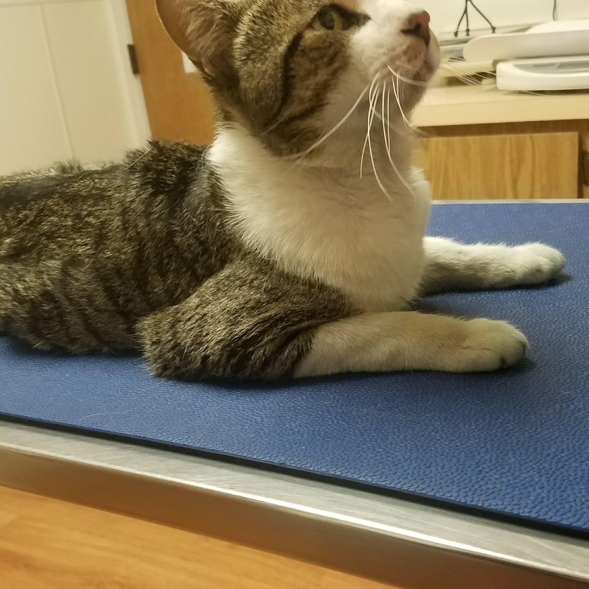 Merced Animal Medical Center Merced