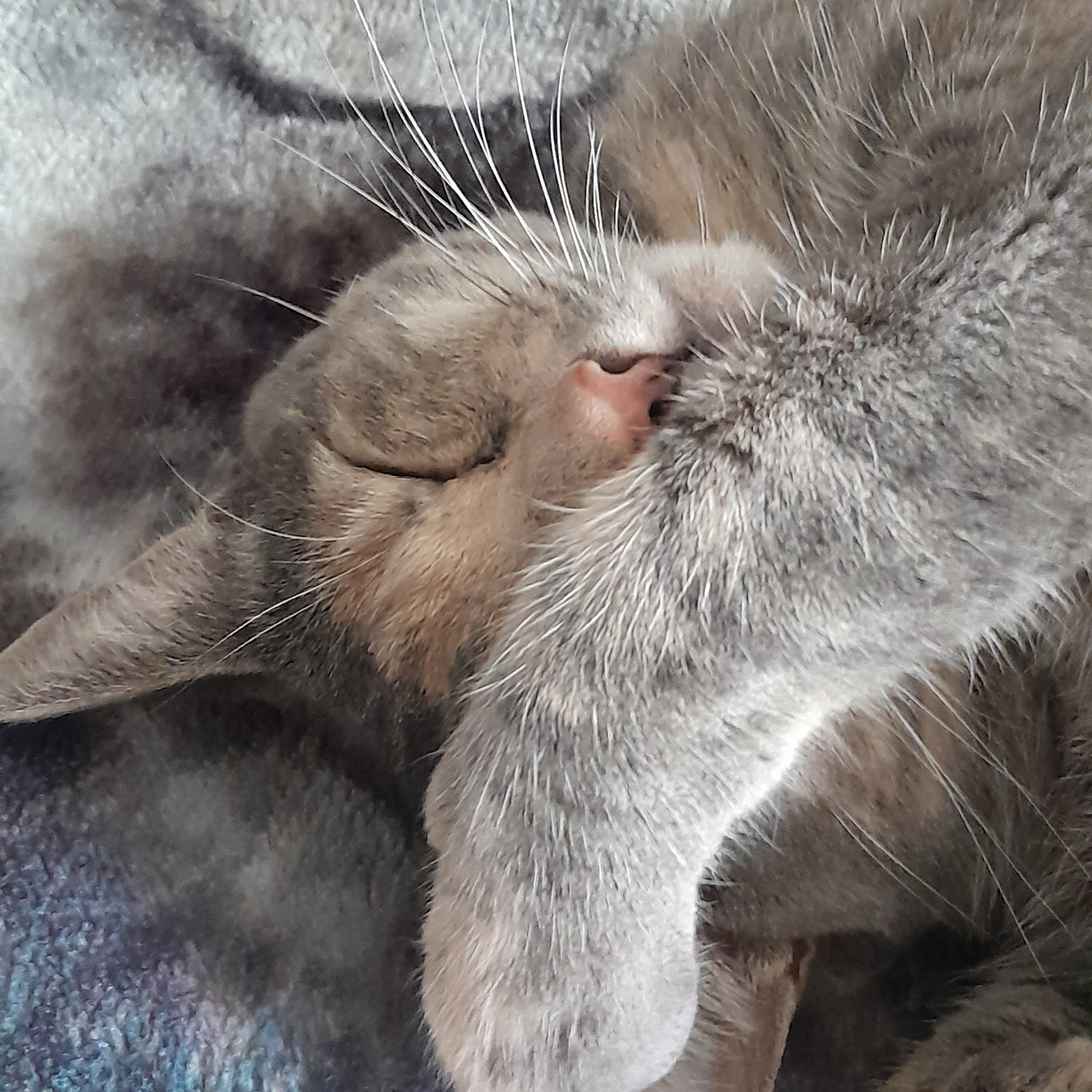 Sierra Gateway Veterinary Clinic Merced