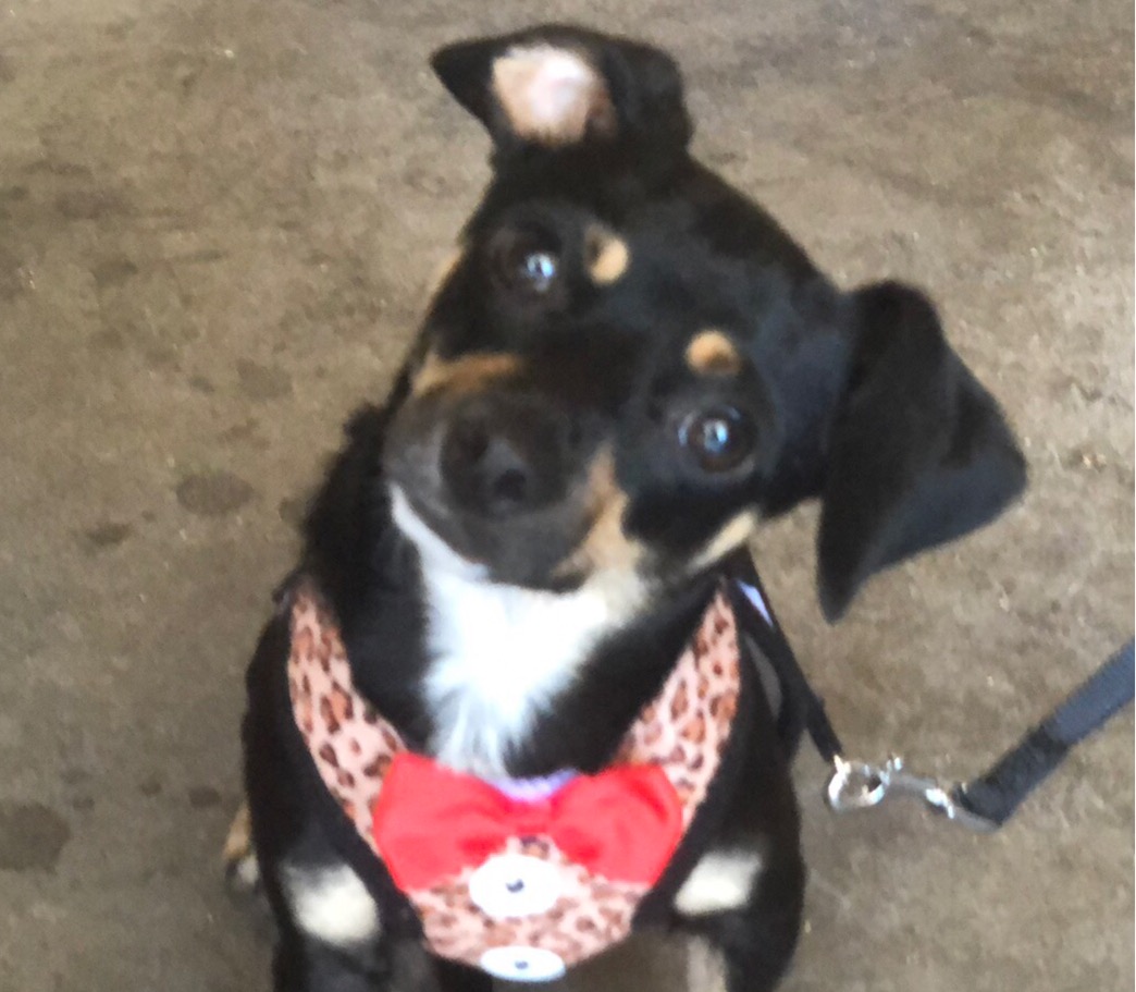 Head To Tail Dog Grooming Merced