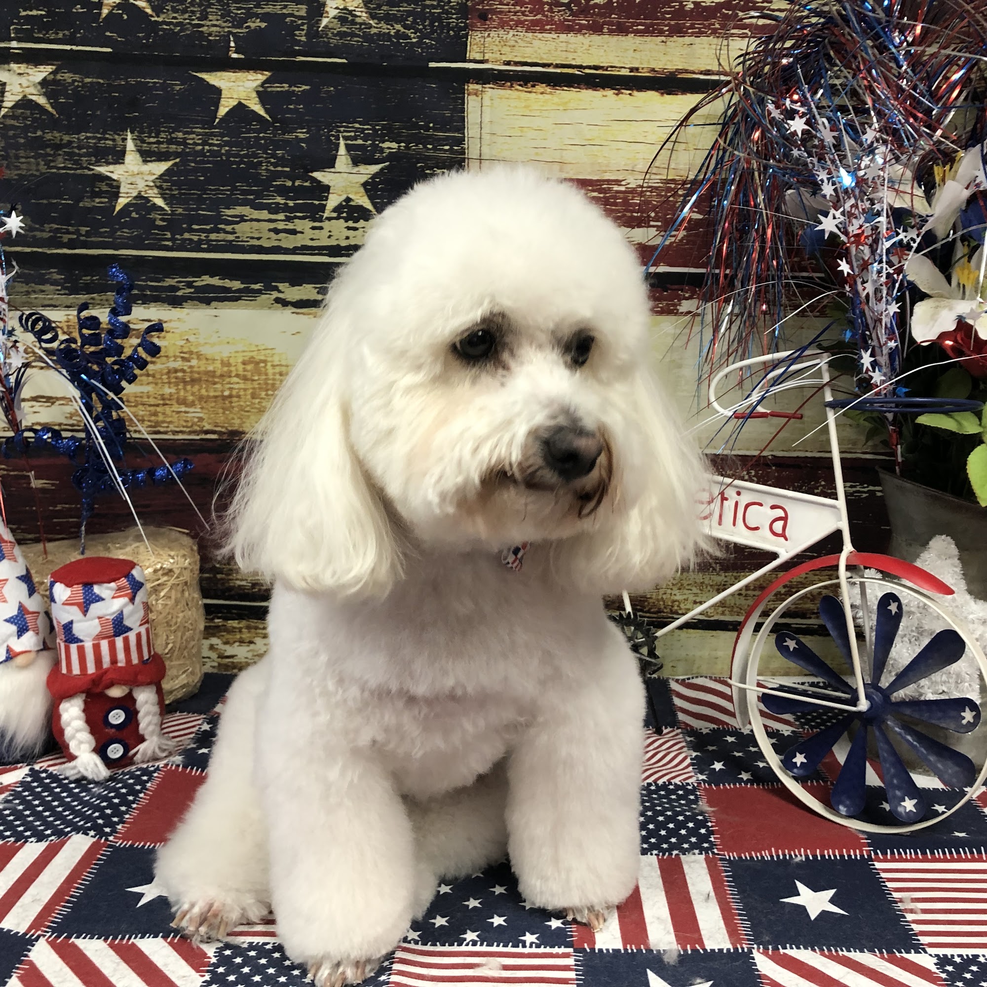 Dog Grooming by Chelsea Merced