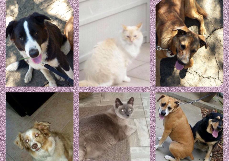 Scotty's Pet and Home Watch