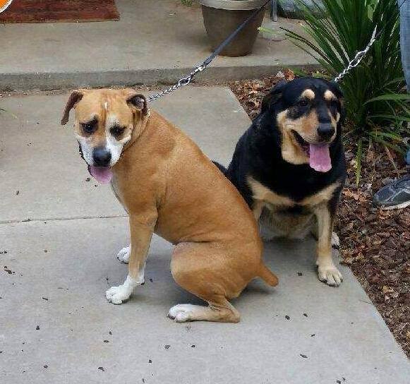 Scotty's Pet and Home Watch