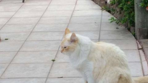 Scotty's Pet and Home Watch