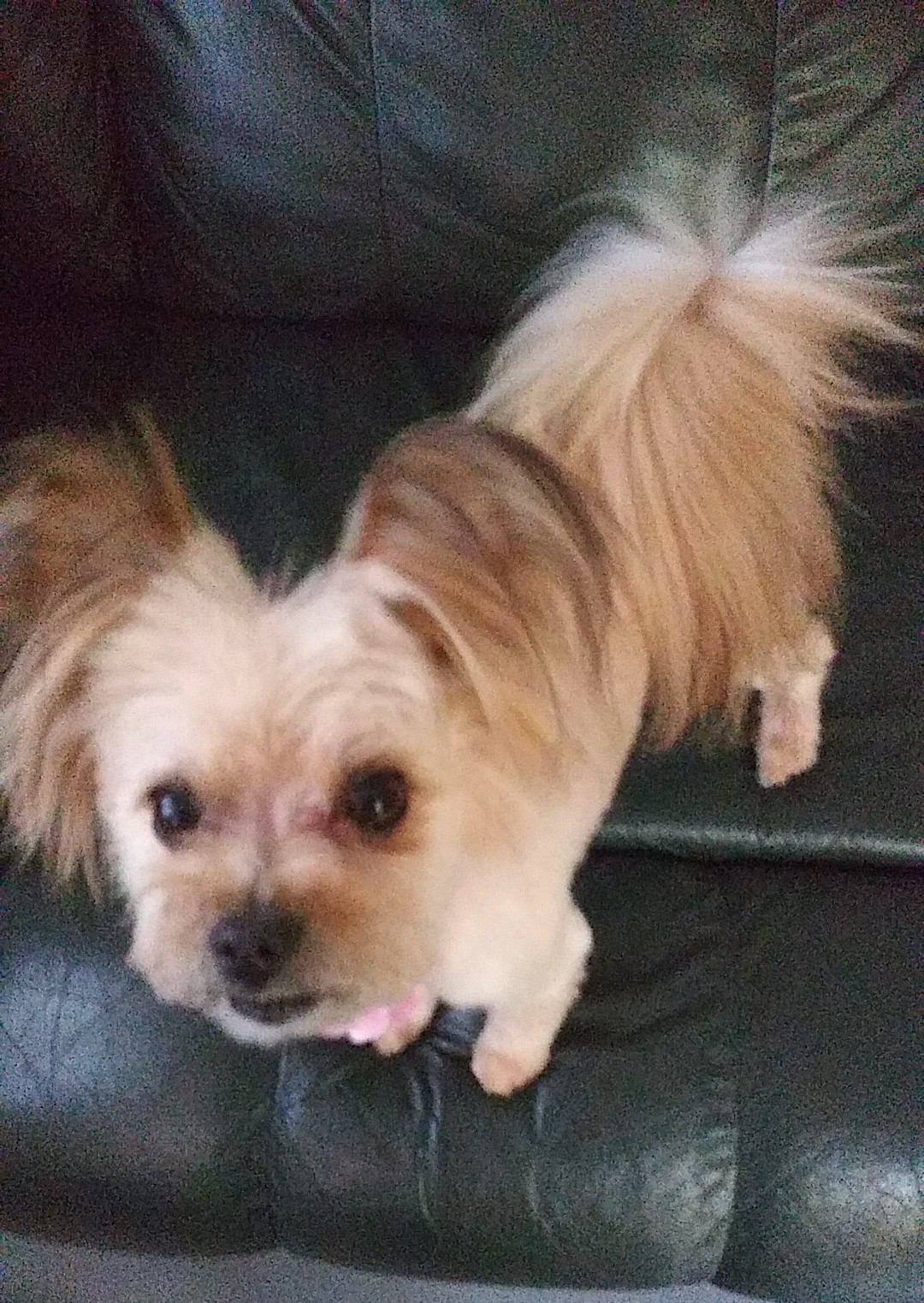 Wine Country Pet Boutique & Spa Middletown