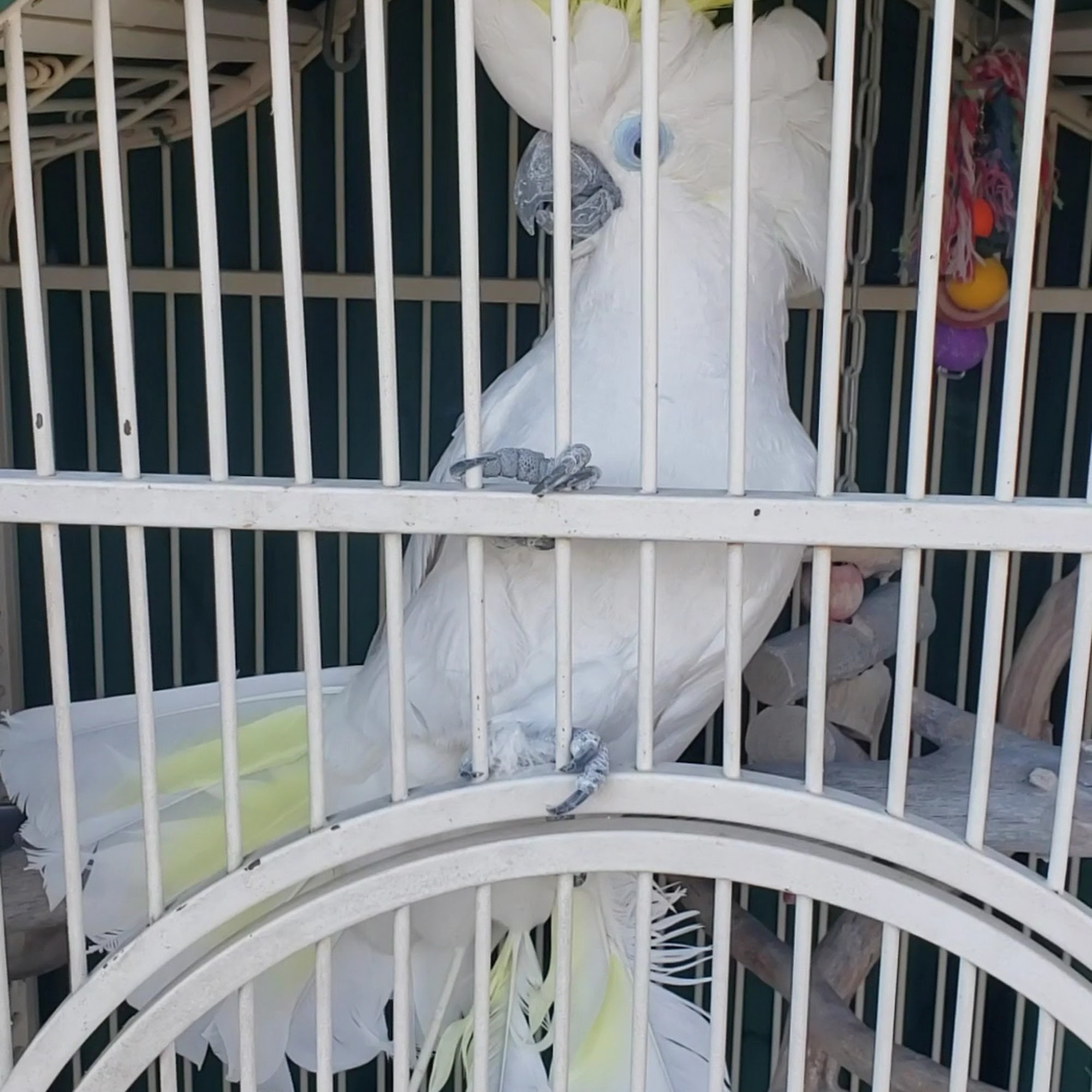 Middletown Animal Hospital Middletown