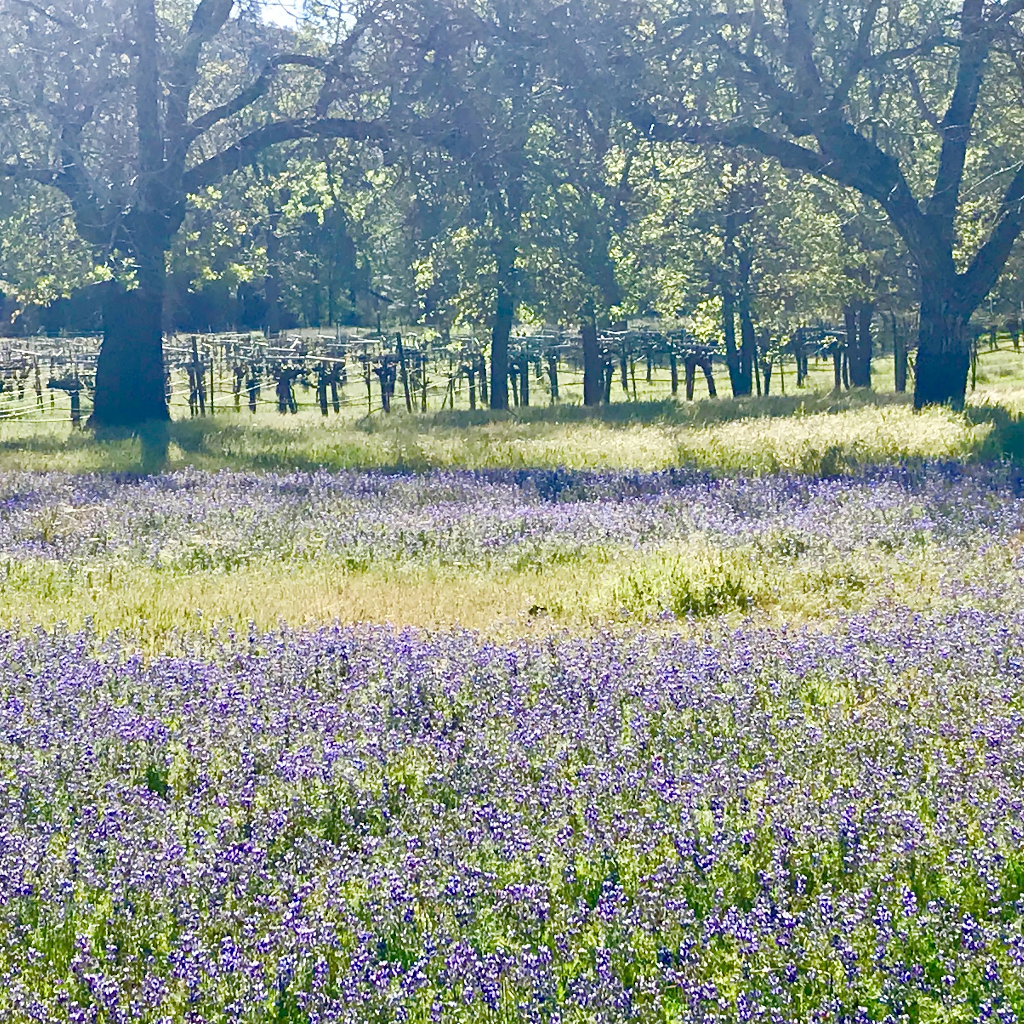 Beaver Creek Vineyards - Martin Pohl Wines Middletown