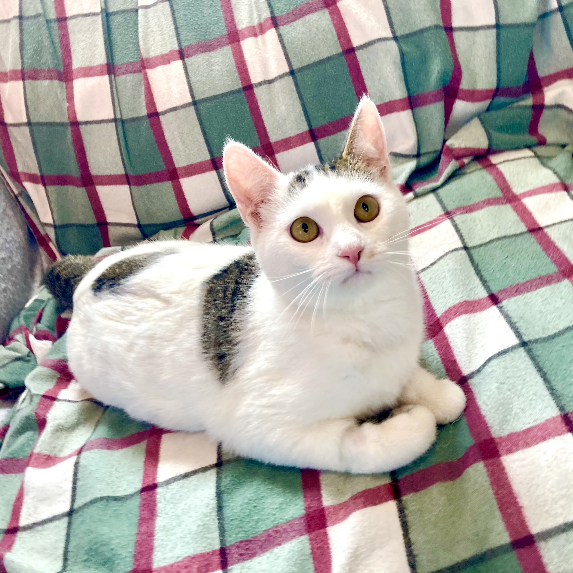 Animal Assistance League of Orange County Midway City