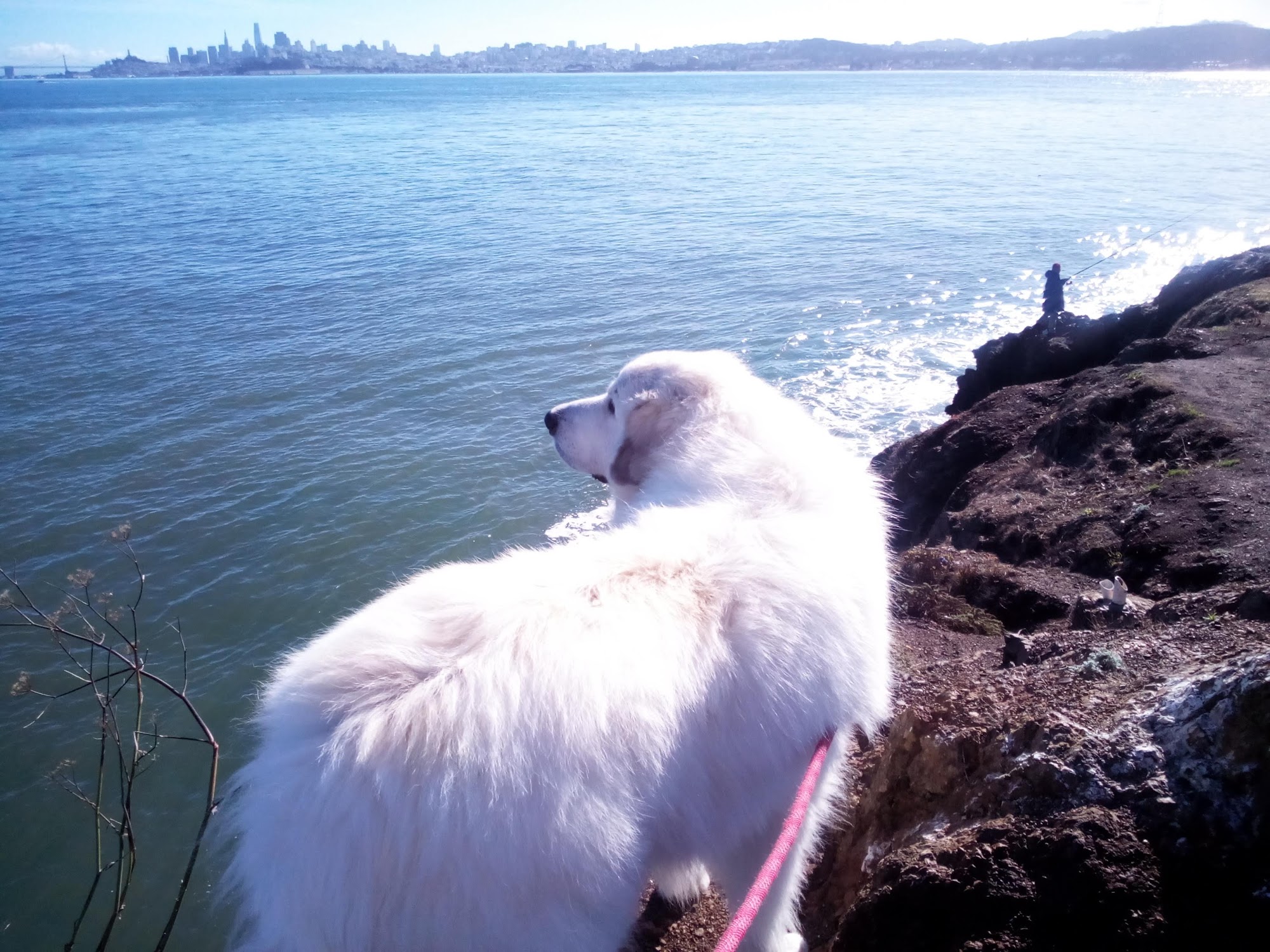 Pet Food Express Mill Valley