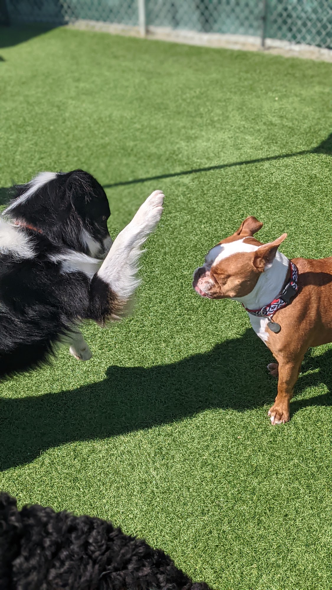 AlphaDog Lodging Mill Valley