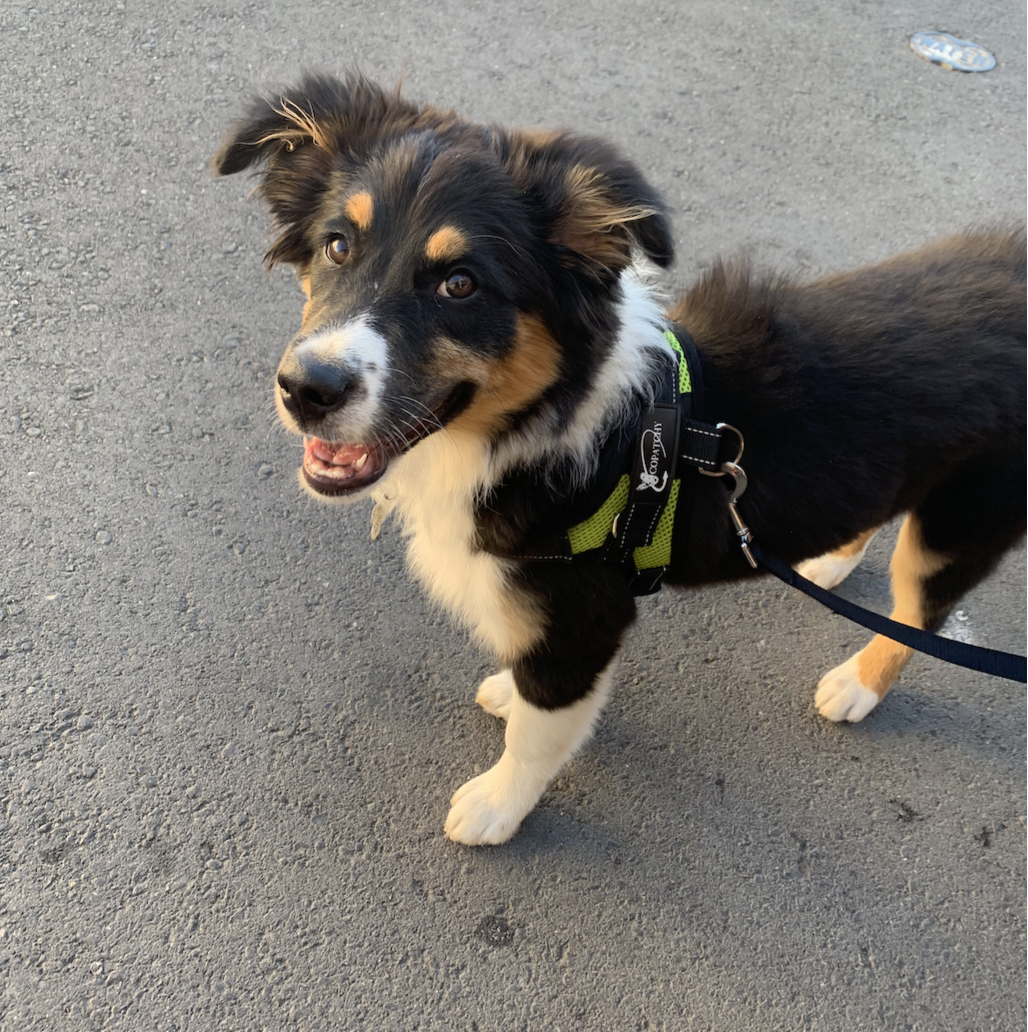 Mill Valley Pet Clinic Mill Valley