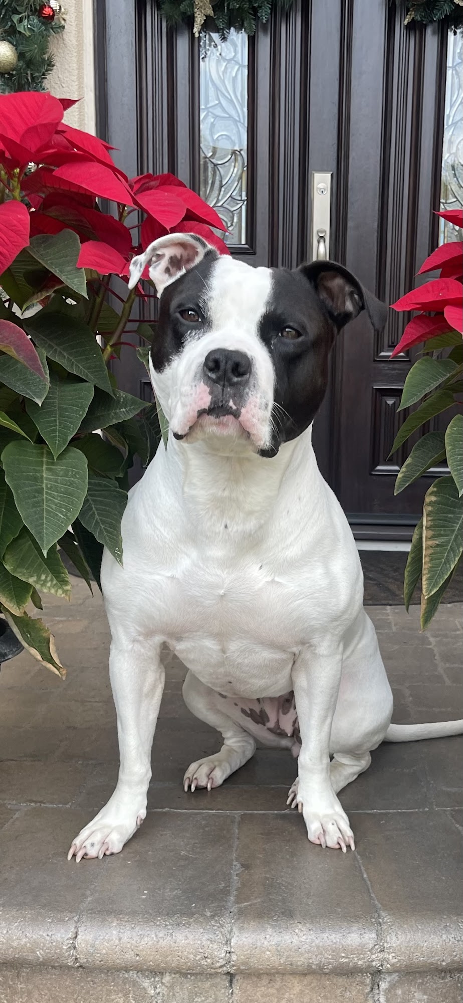 Just Food For Dogs Mission Viejo