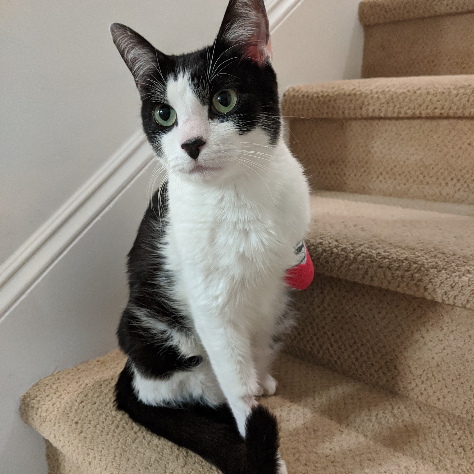 Alisos Animal Hospital | Mission Viejo Mission Viejo