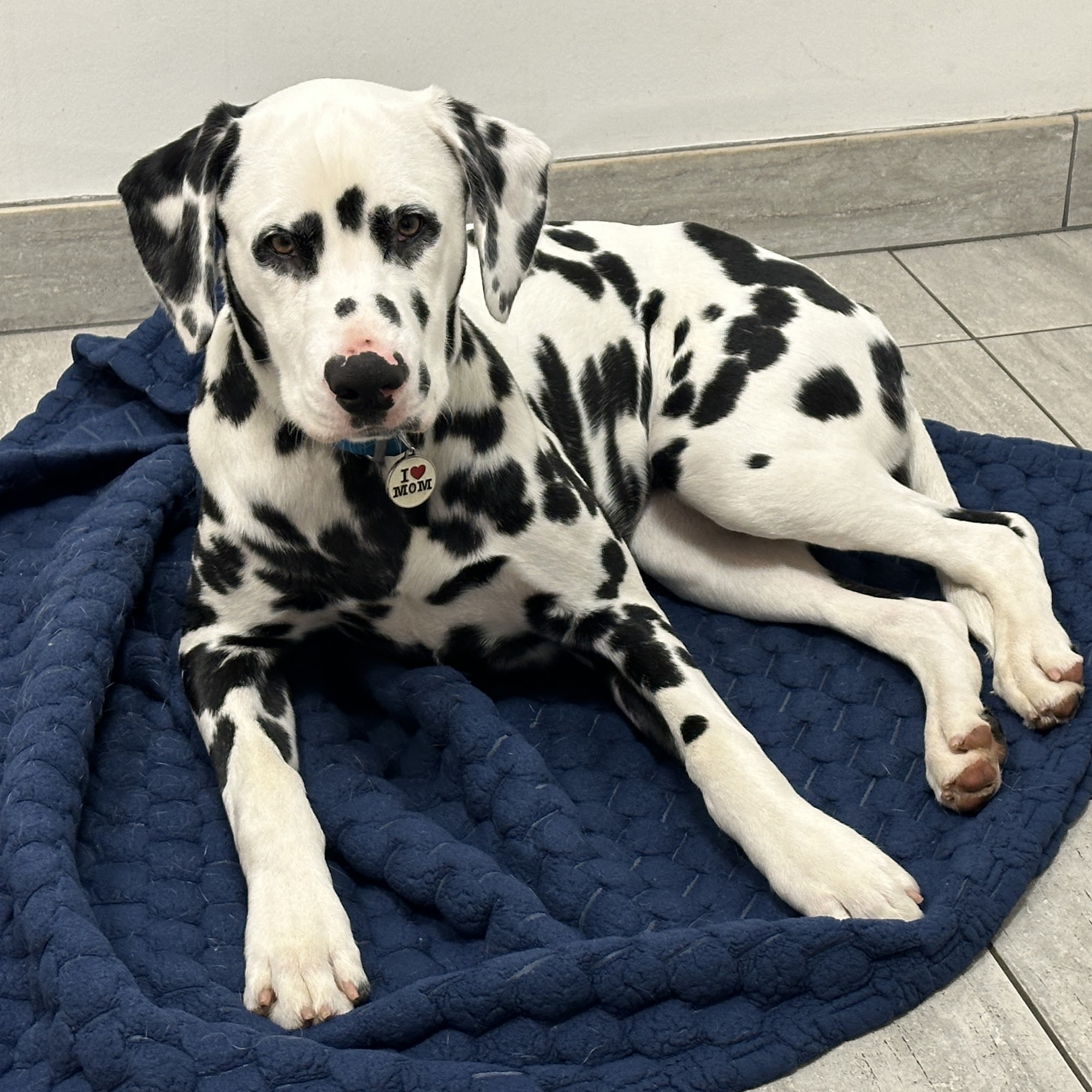 Animal Urgent Care of South Orange County Mission Viejo