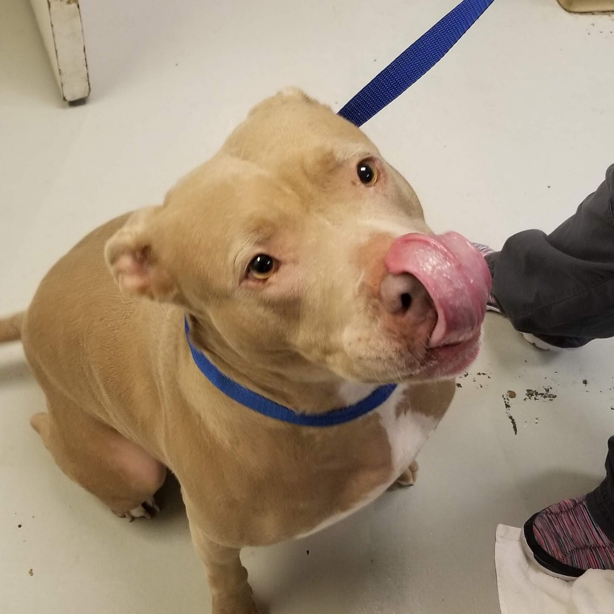 Mission Park Pet Hospital Mission Viejo