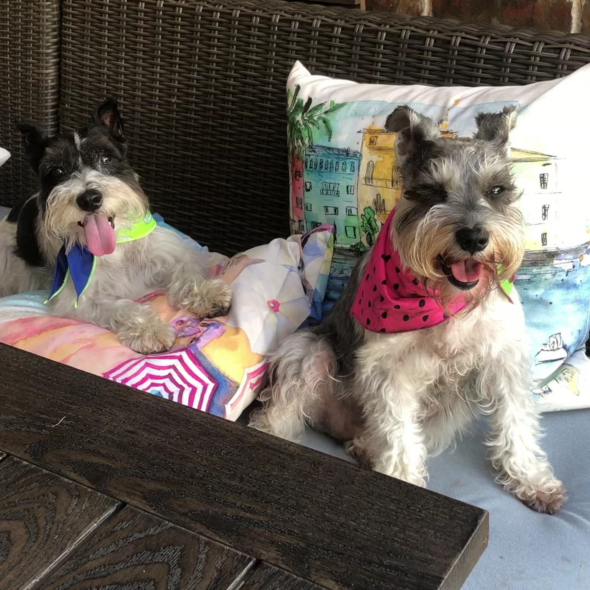 Just Fur Paws Mission Viejo