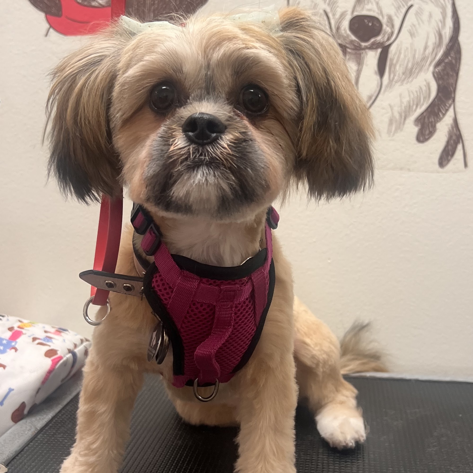 MJ's Pet Spaw & Boutique Mission Viejo