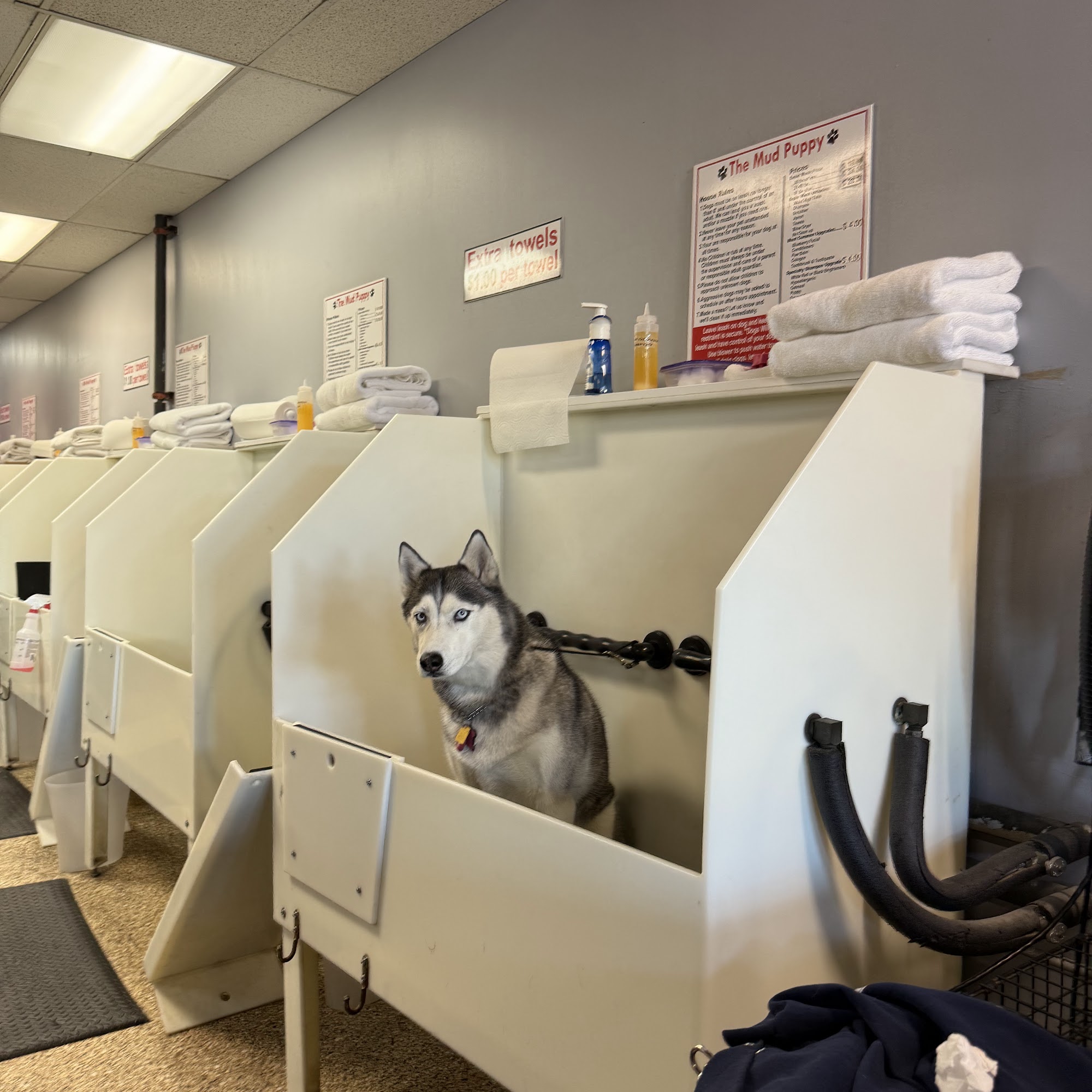 Mud Puppy DO It Yourself Dog Mission Viejo