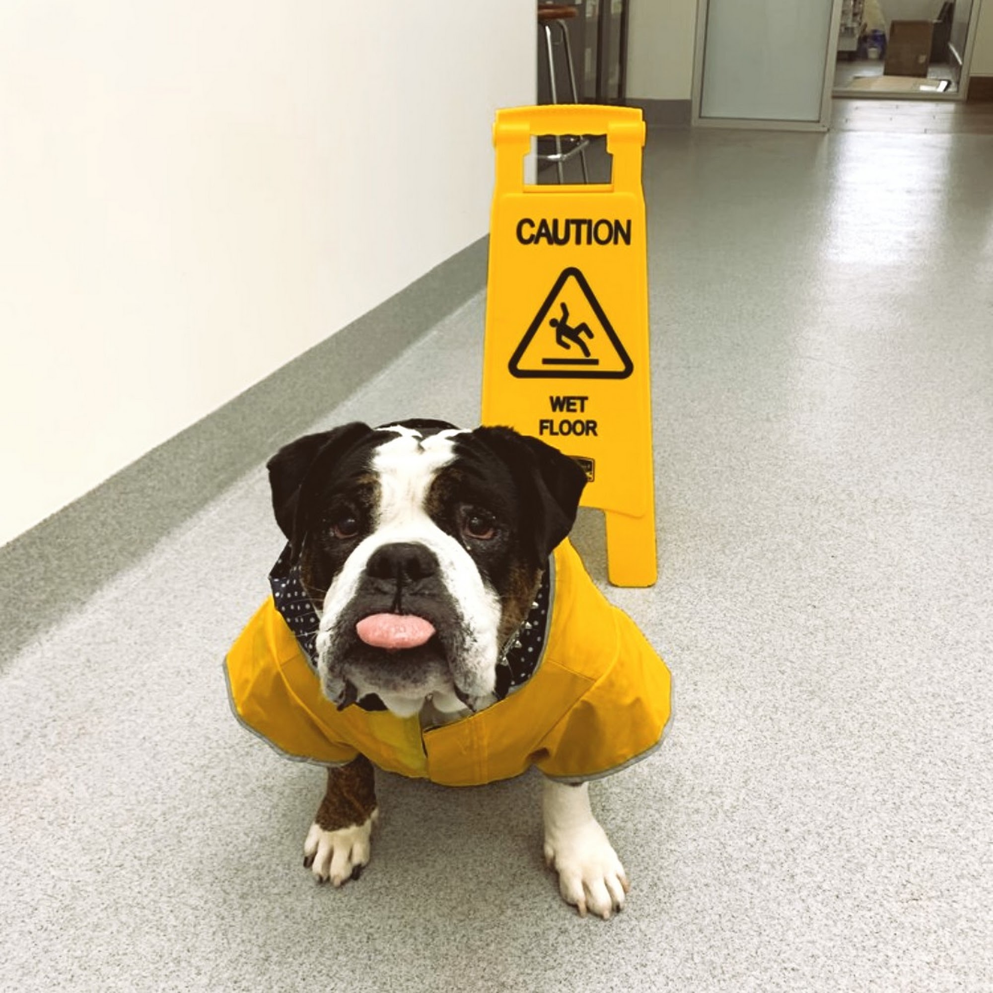 OSO PET CARE CENTER Mission Viejo