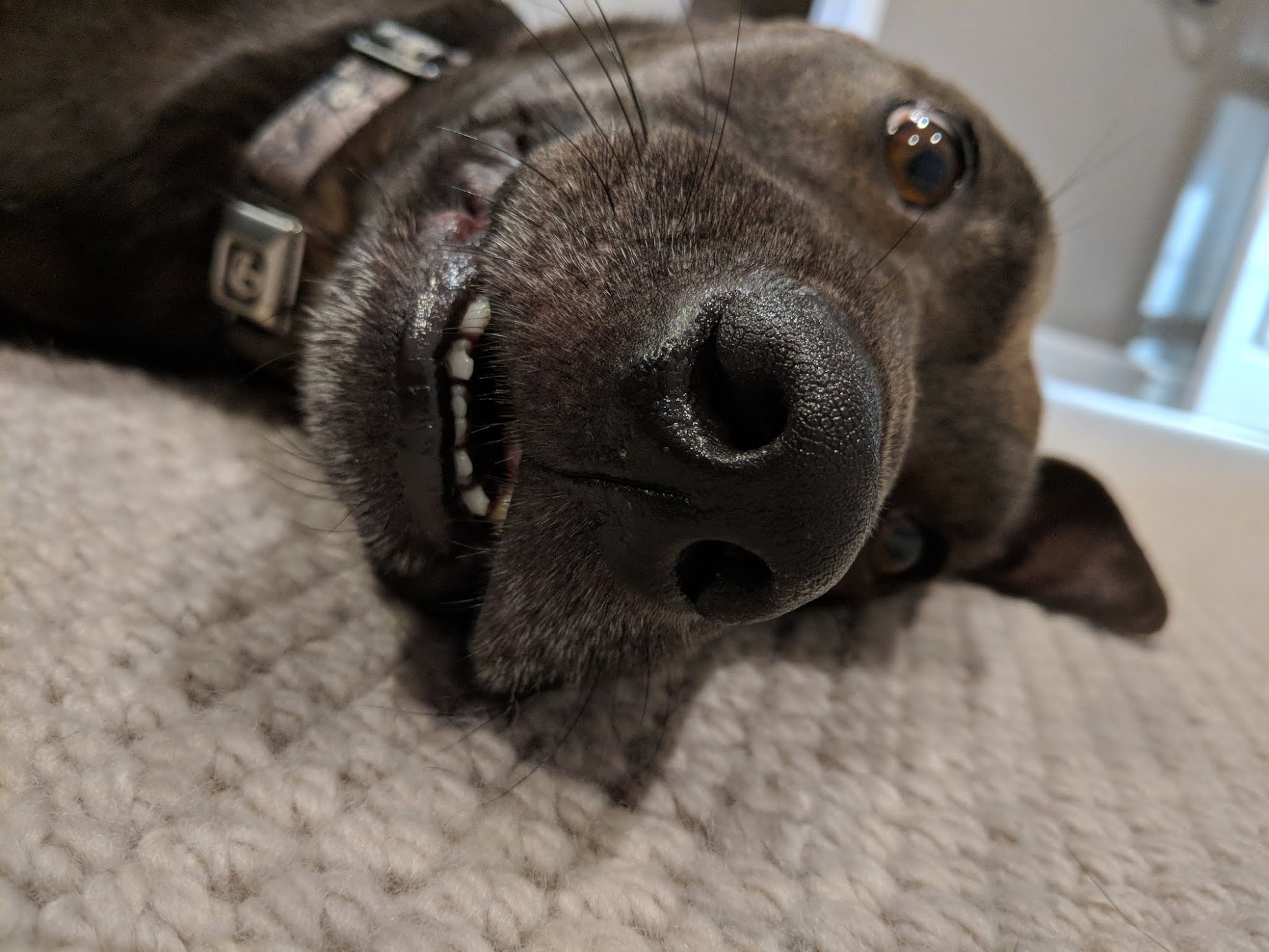 Doggy Connection Mobile Pet Spa Mission Viejo