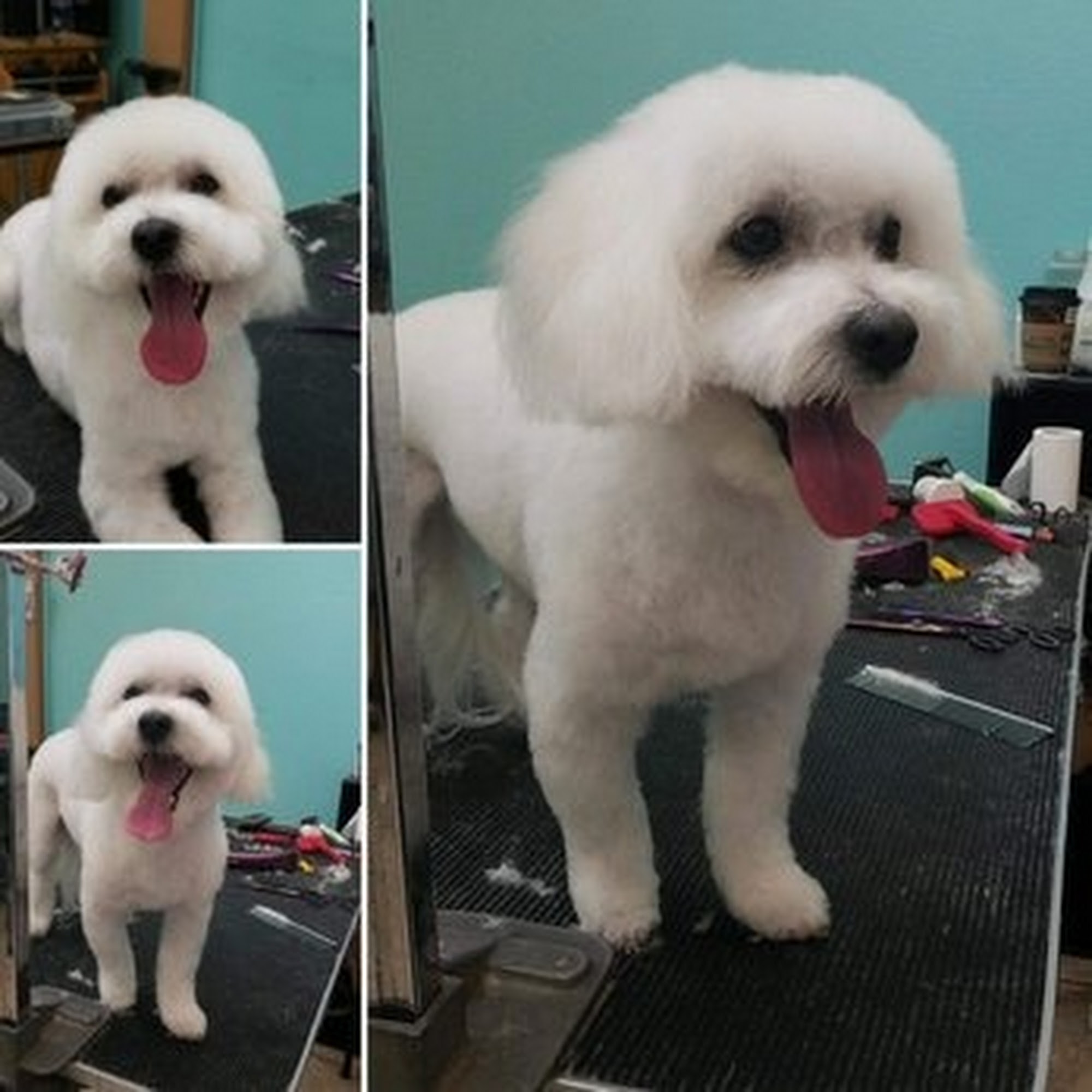 Viva La Pooch Mission Viejo