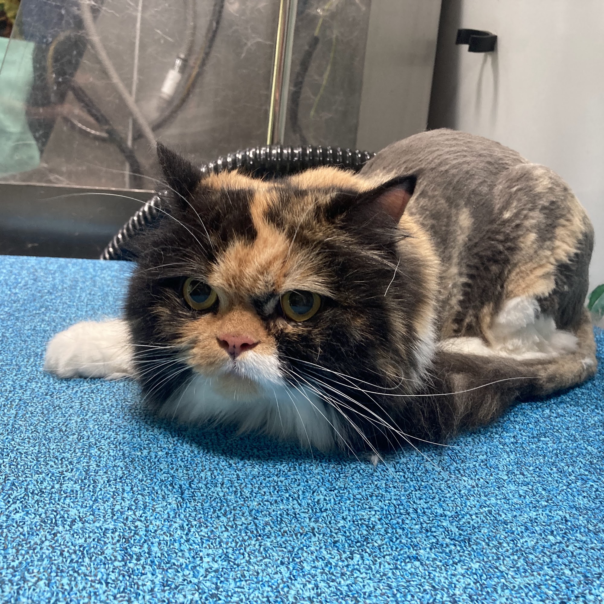 Katie's Cuties LLC Mission Viejo