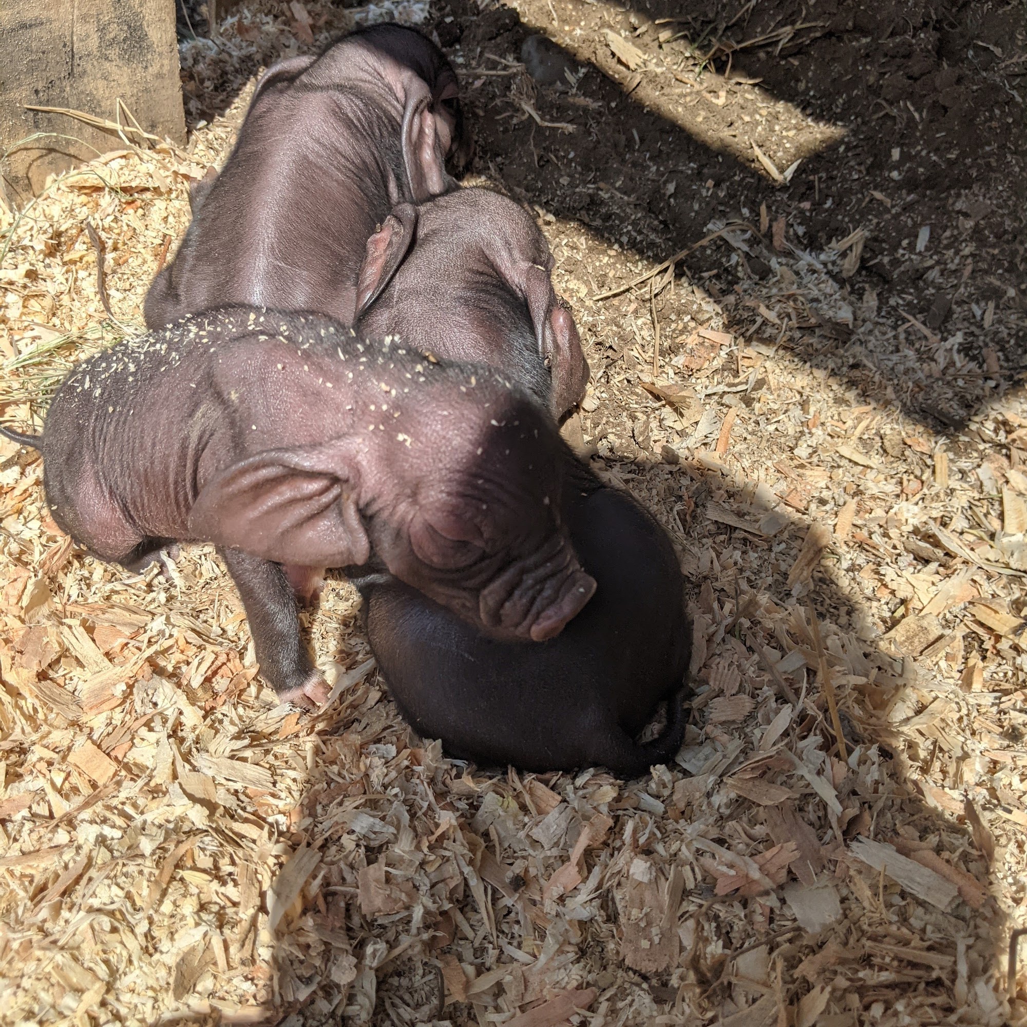 Melvin T Wheeler & Sons Modesto