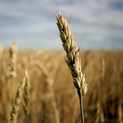 Gregory A. Crosby, CFP