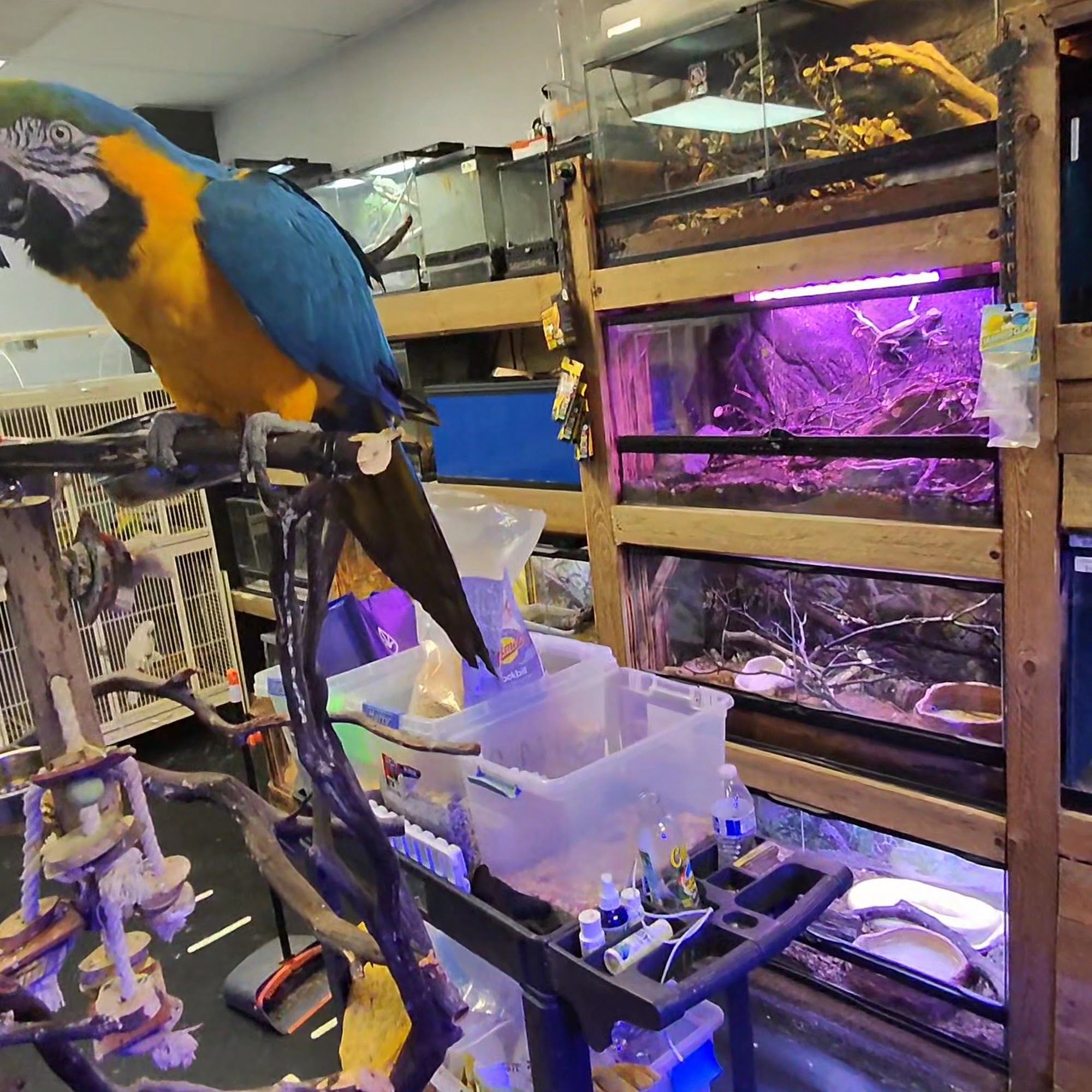 Canela pet shop LLC Modesto