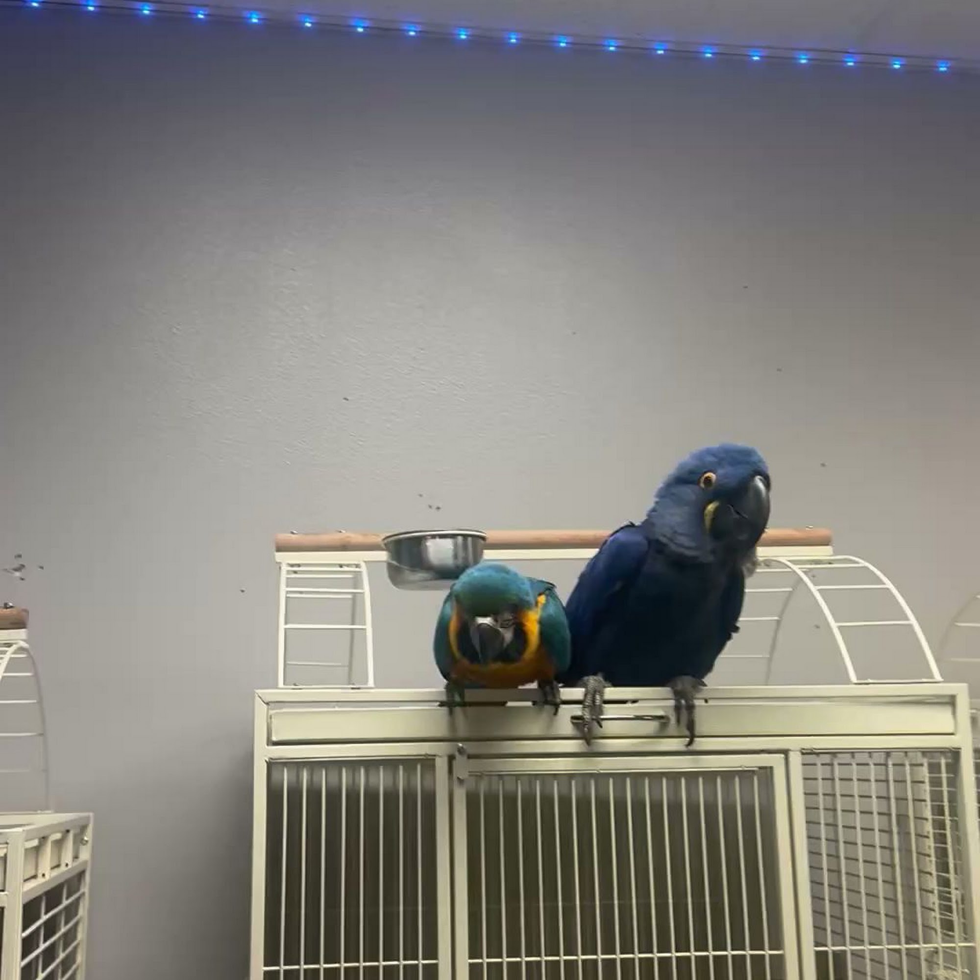 Canela pet shop LLC Modesto