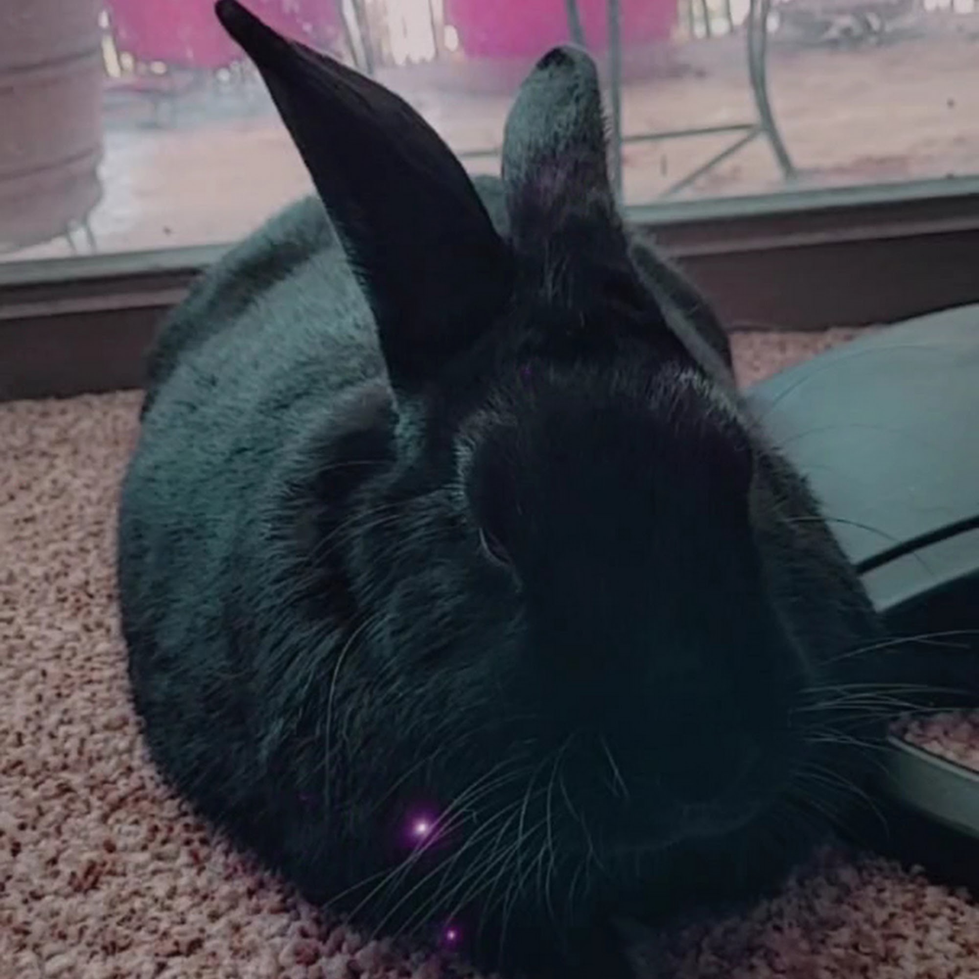 Monrovia Animal Medical Center Monrovia