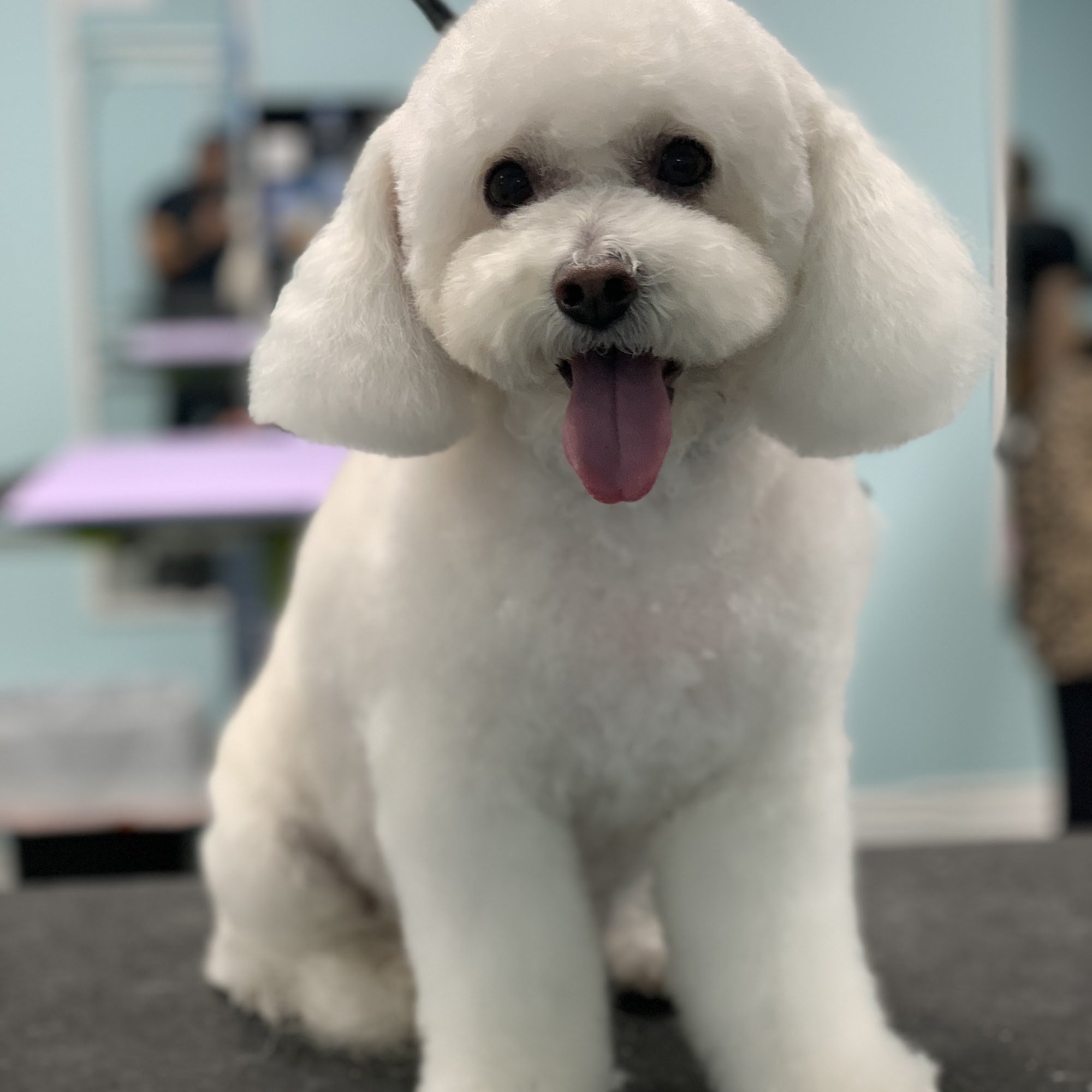 Happy Paws Dog Grooming Monrovia