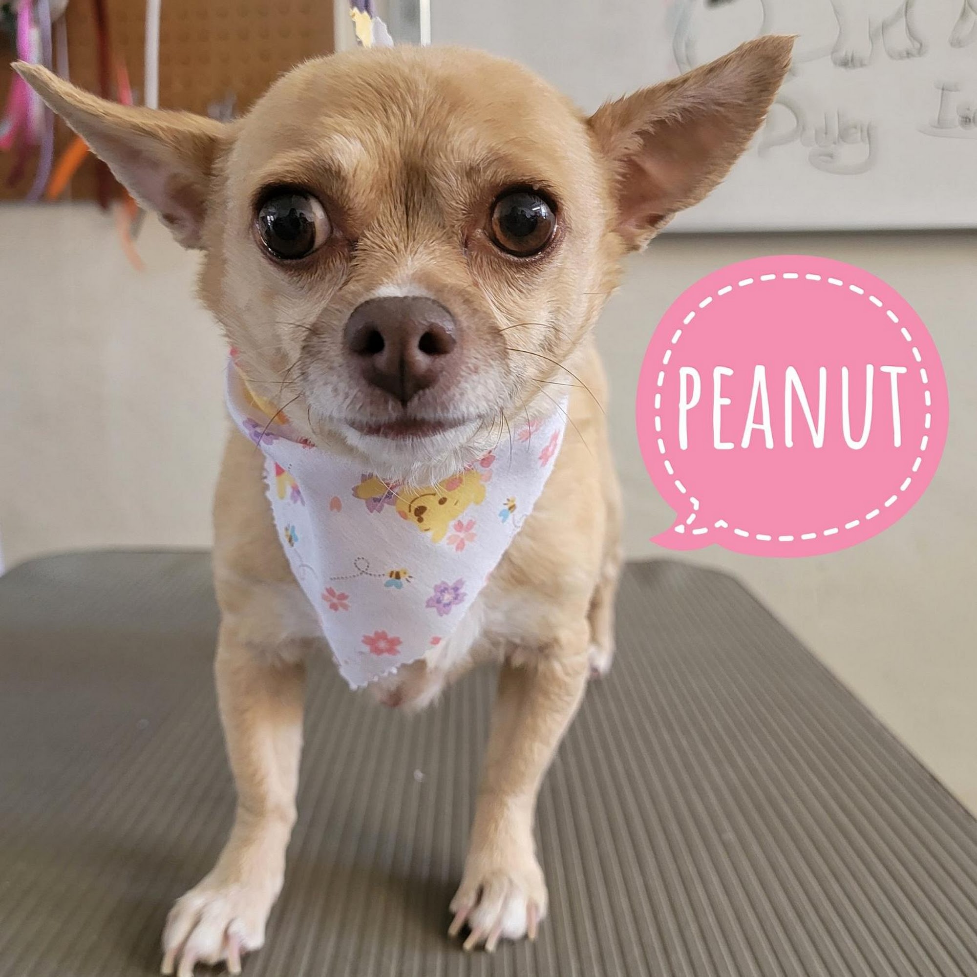 Christina's Dog Grooming Monrovia