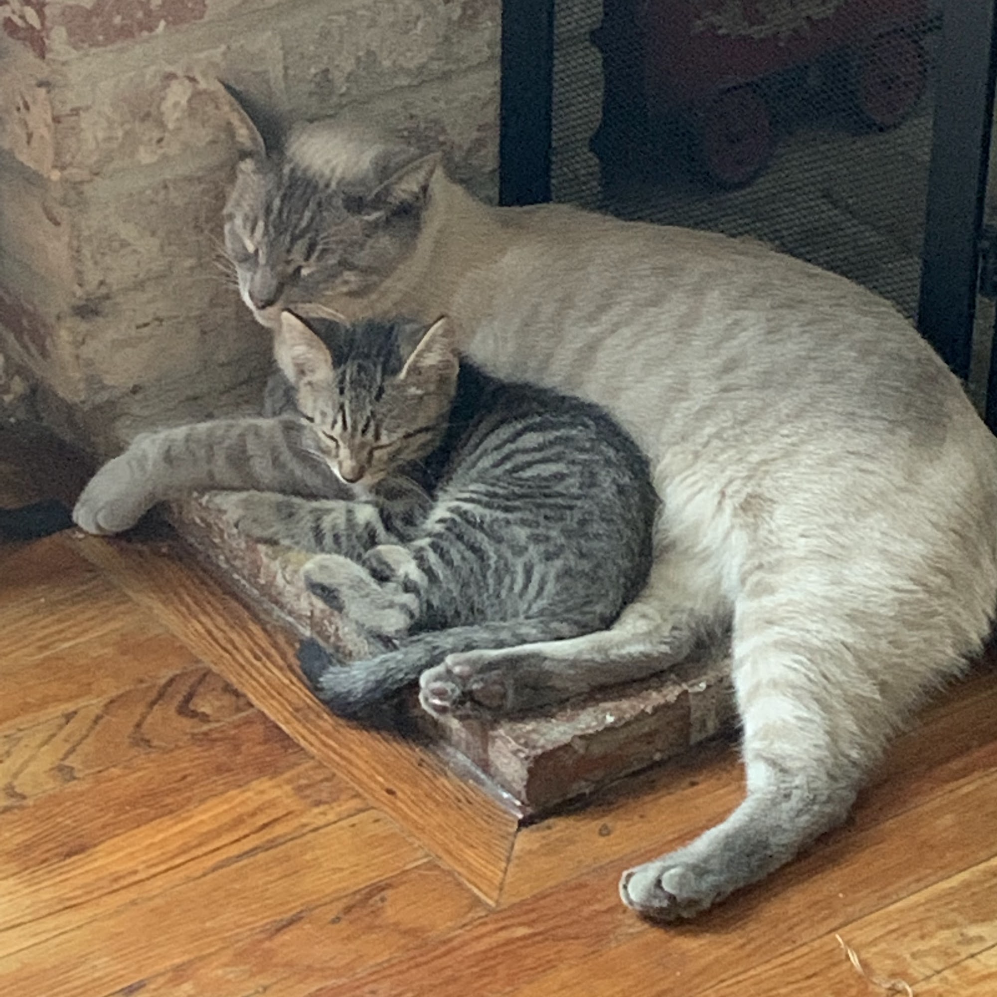 Blue Cross Animal Hospital Montclair