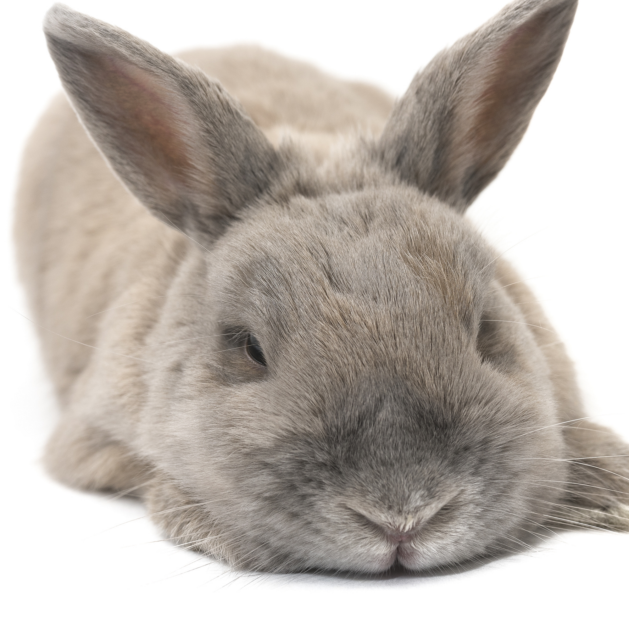 Bunny Bunch Montclair Montclair