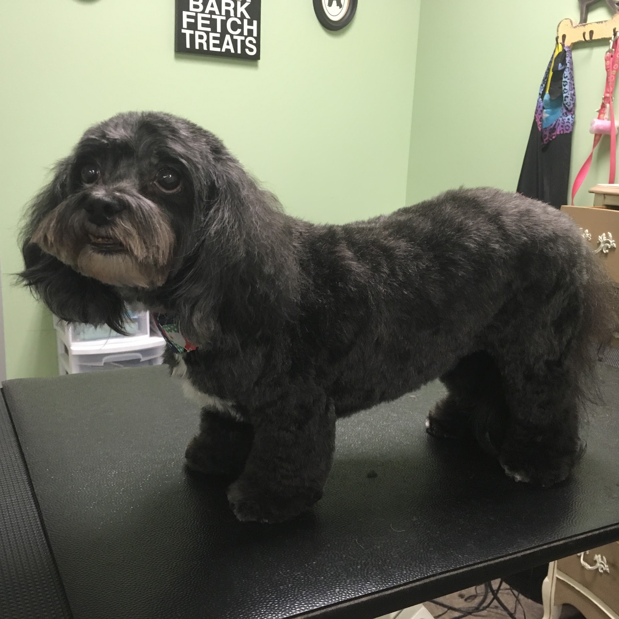 Pupscale Pet Salon Montclair