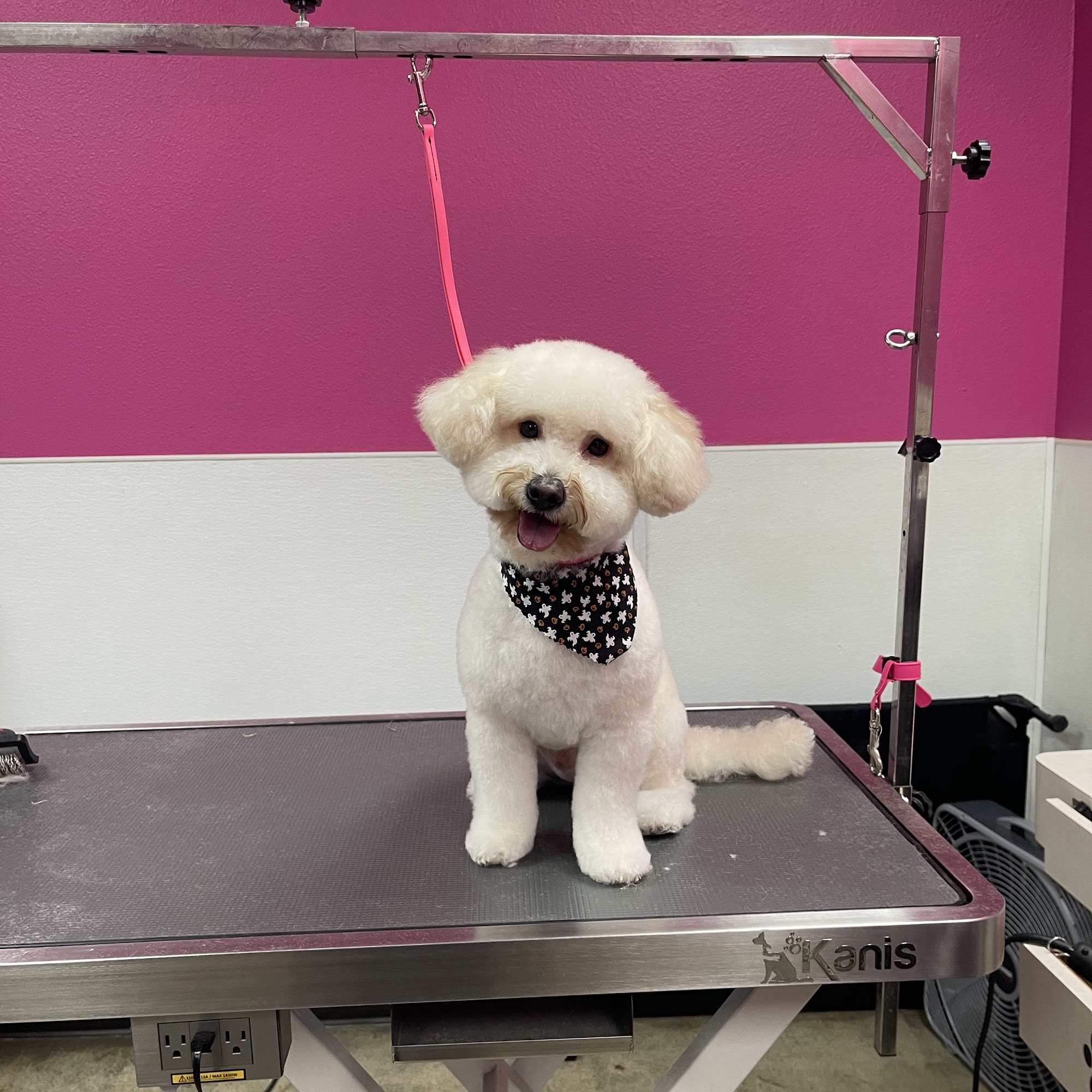 That's So Fetch! Dog Grooming Montclair