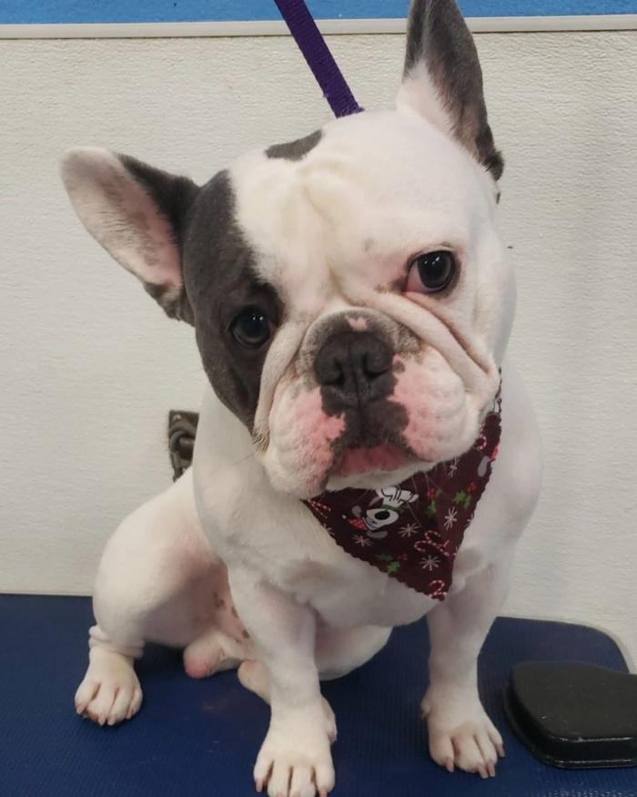 That's So Fetch! Dog Grooming Montclair