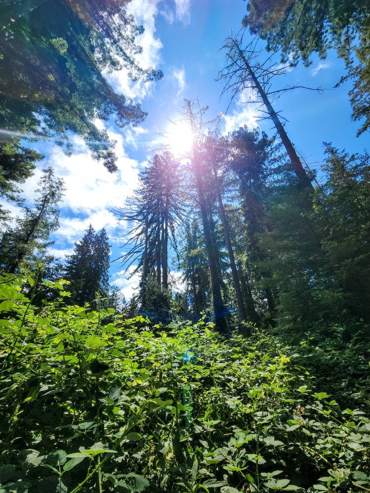 Northwood Restaurant (Bistro) Monte Rio