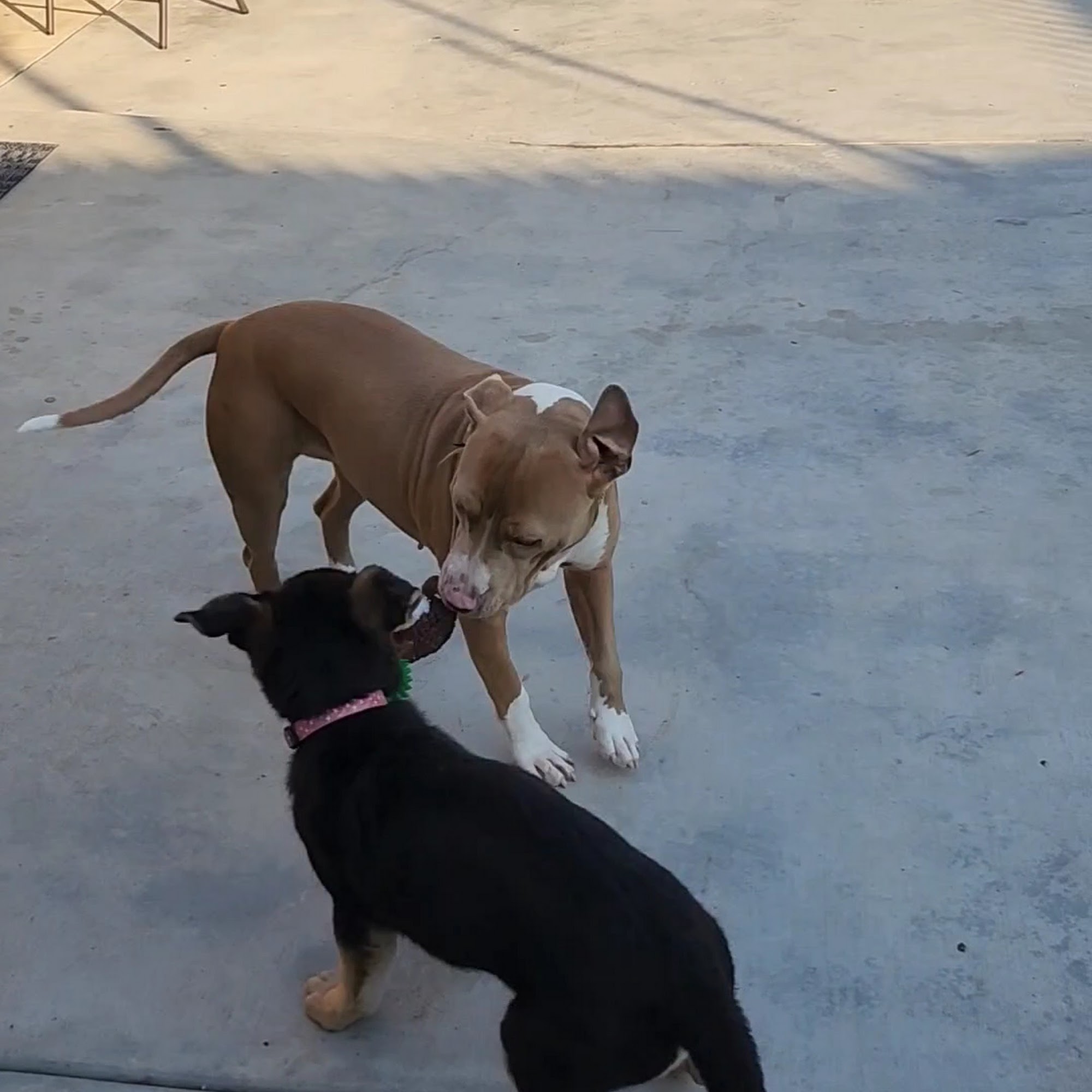 Atlantic Animal Hospital Monterey Park