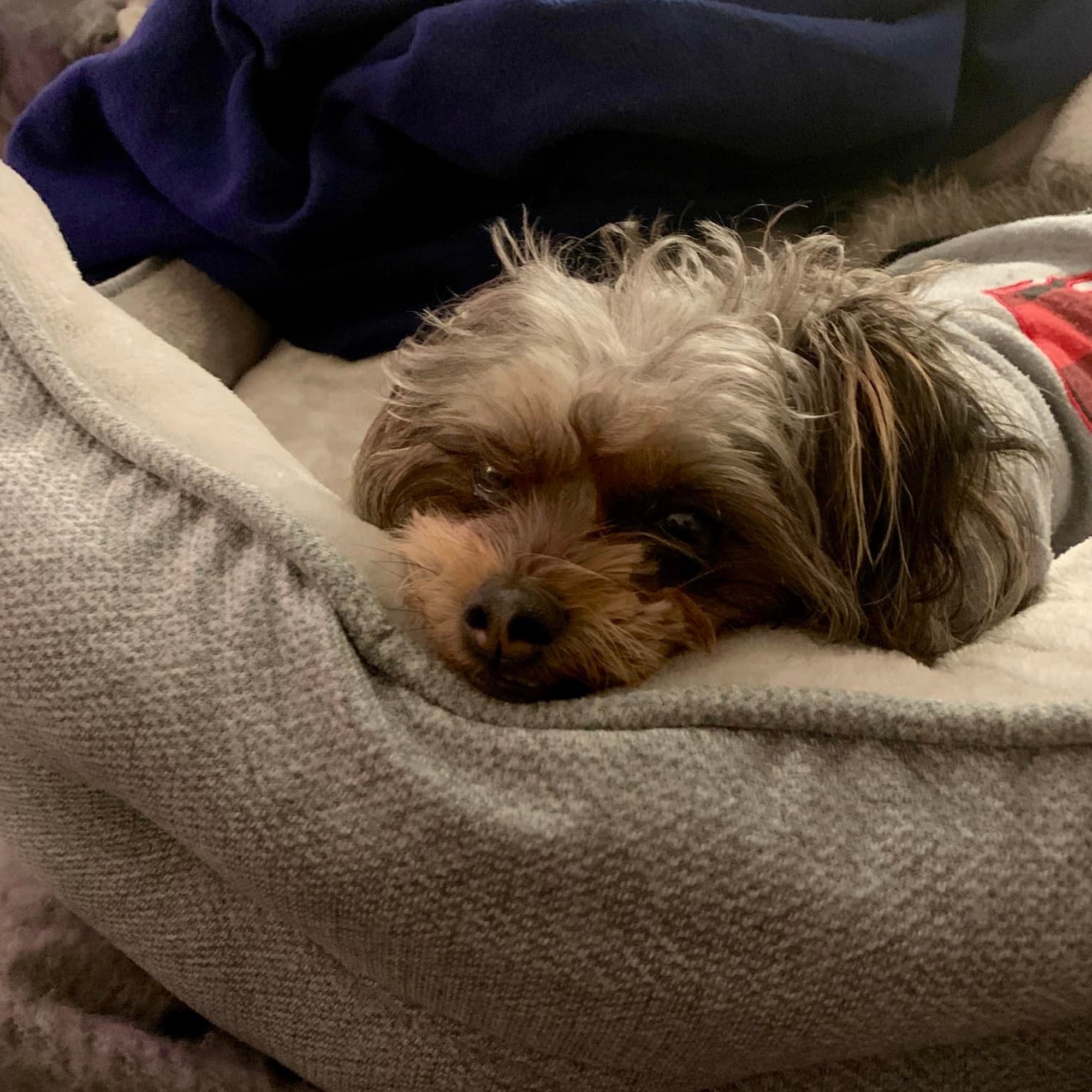 Monterey Peninsula Vet Monterey