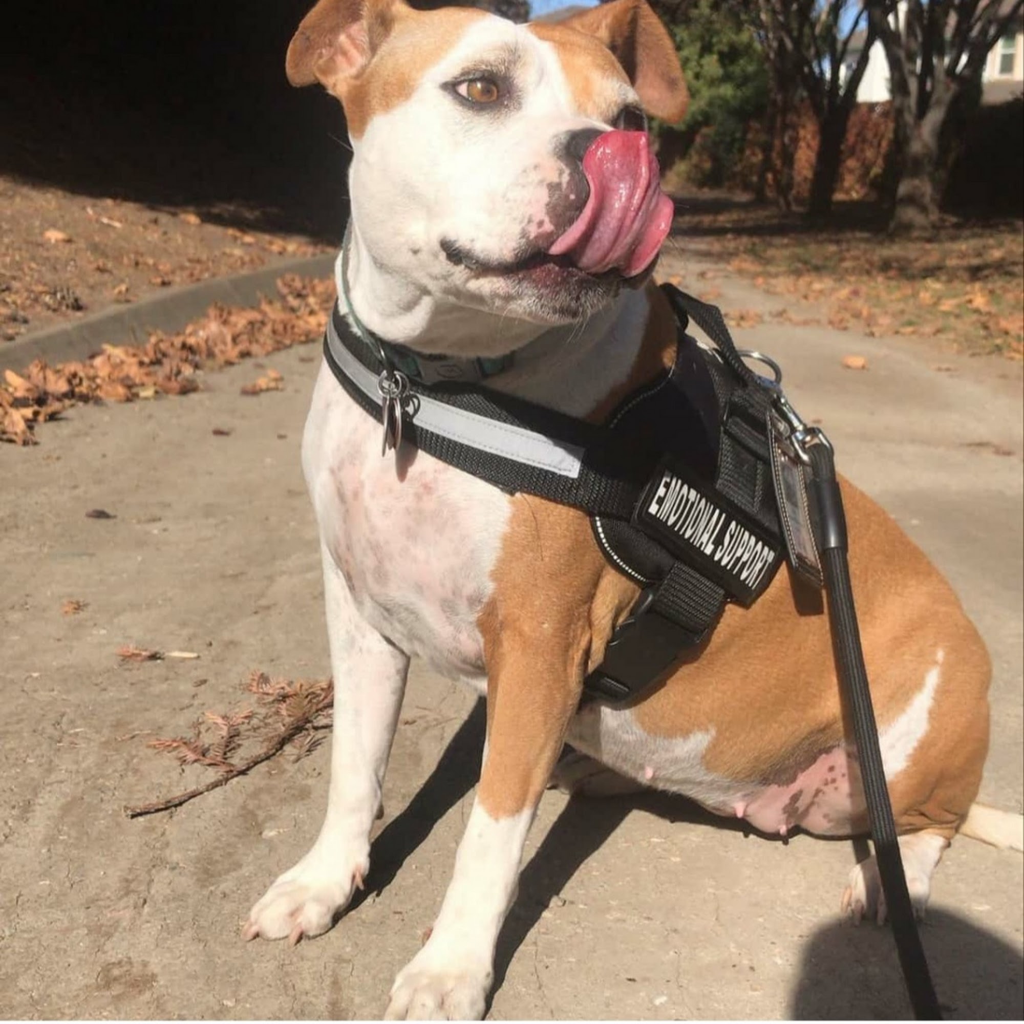 Animal Cancer Center Monterey