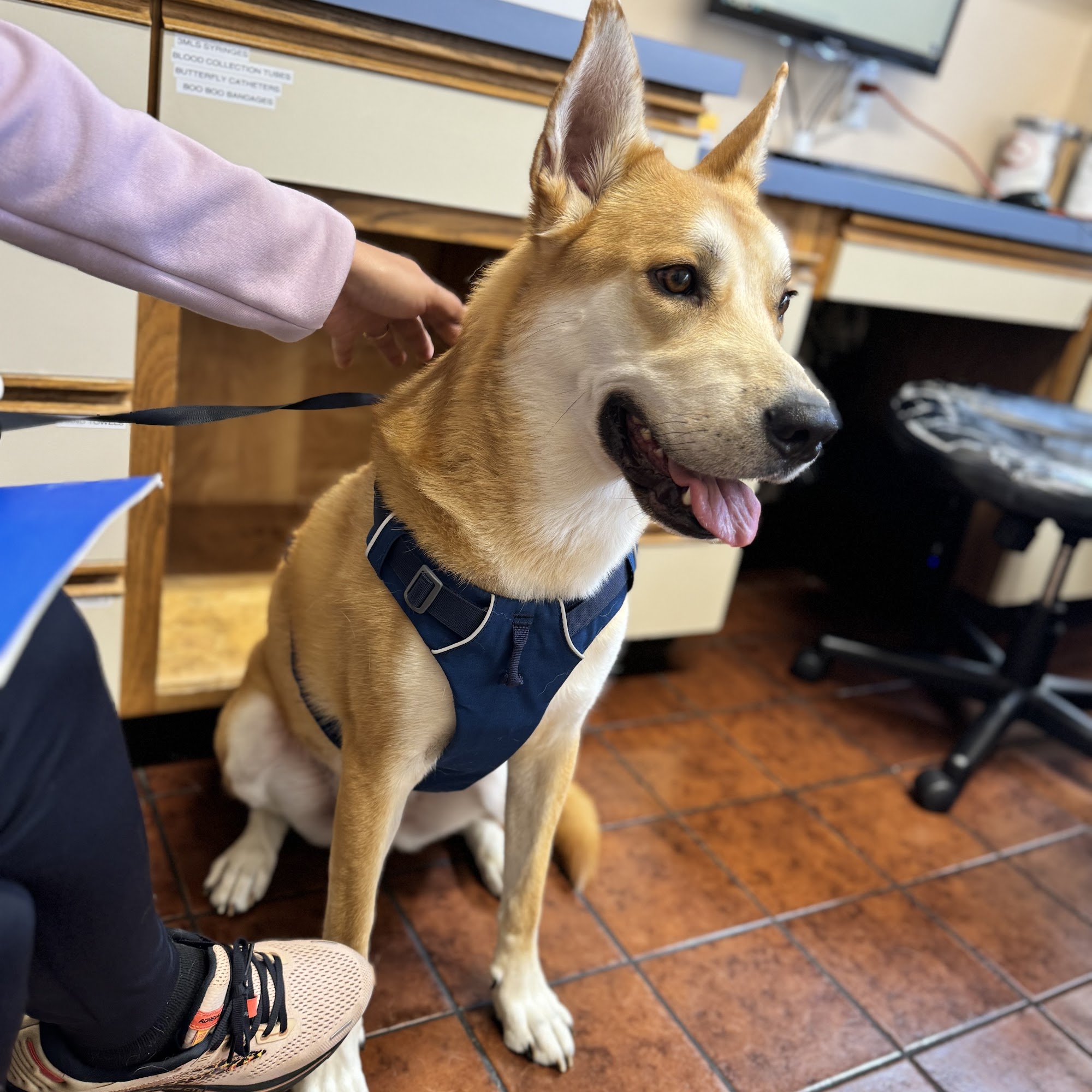 Aguajito Veterinary Hospital Monterey