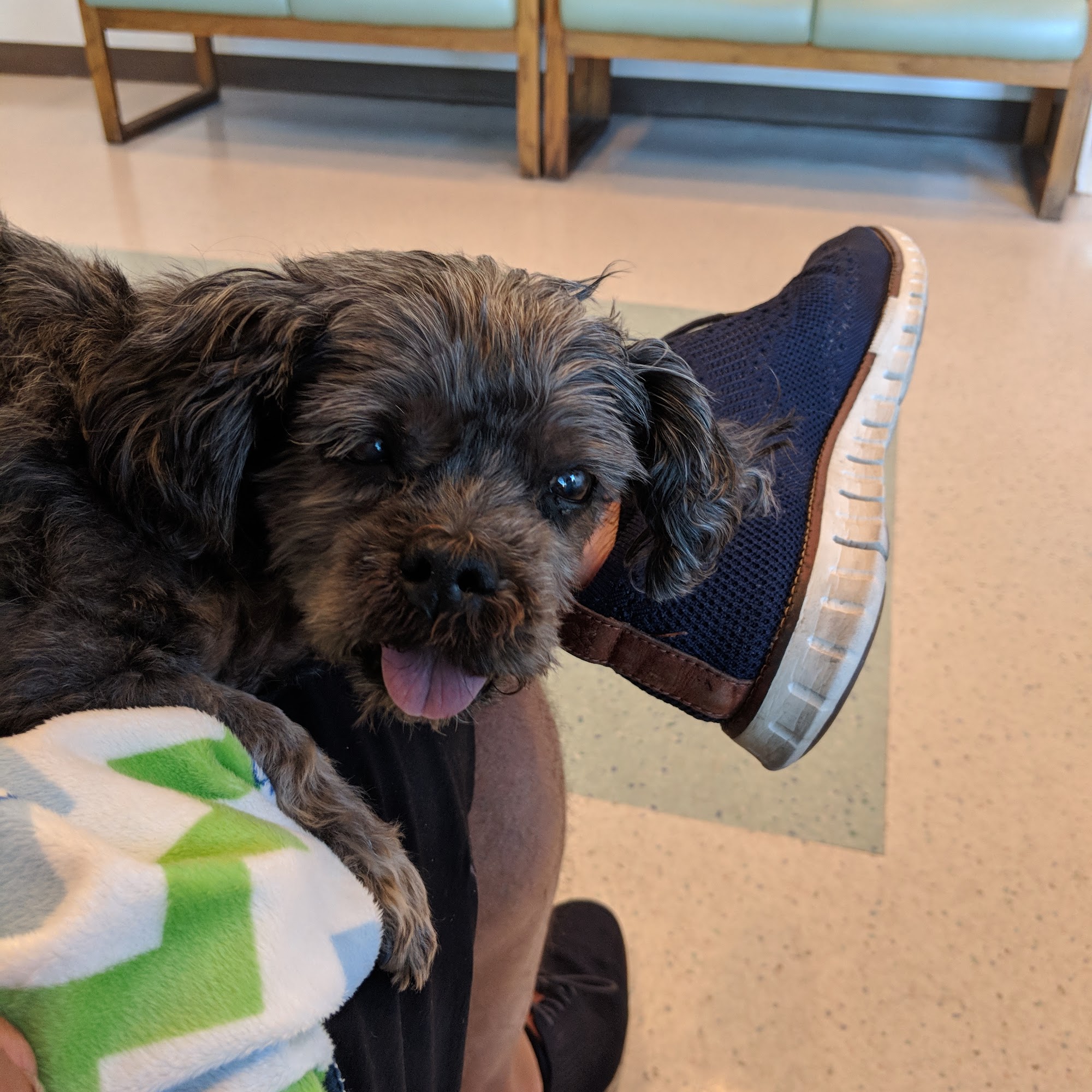 Monterey Animal Hospital Monterey