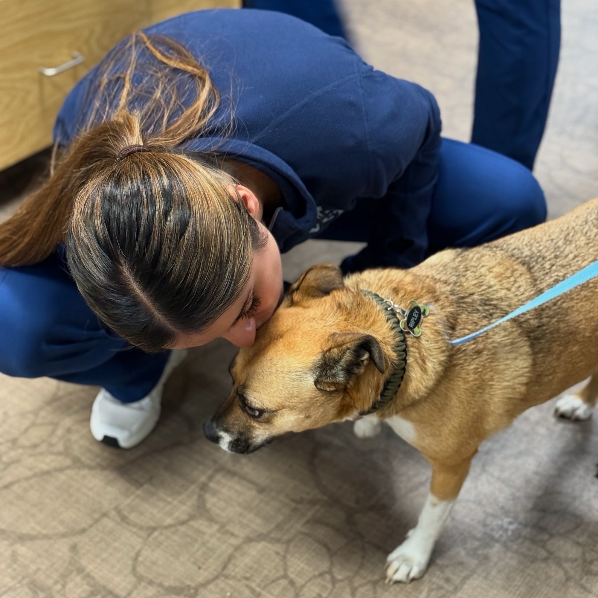 Moorpark Veterinary Hospital Moorpark