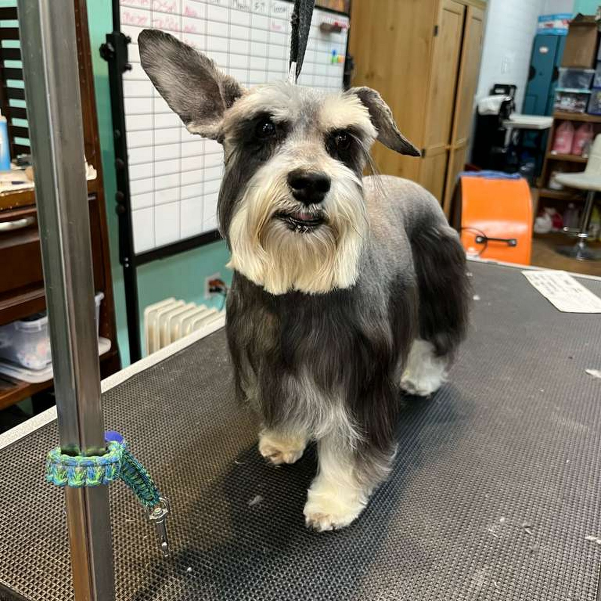 Animal Arts Pet Grooming Moorpark