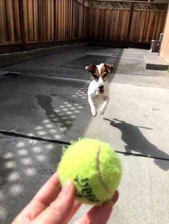 VCA Contra Costa Animal Hospital Moraga