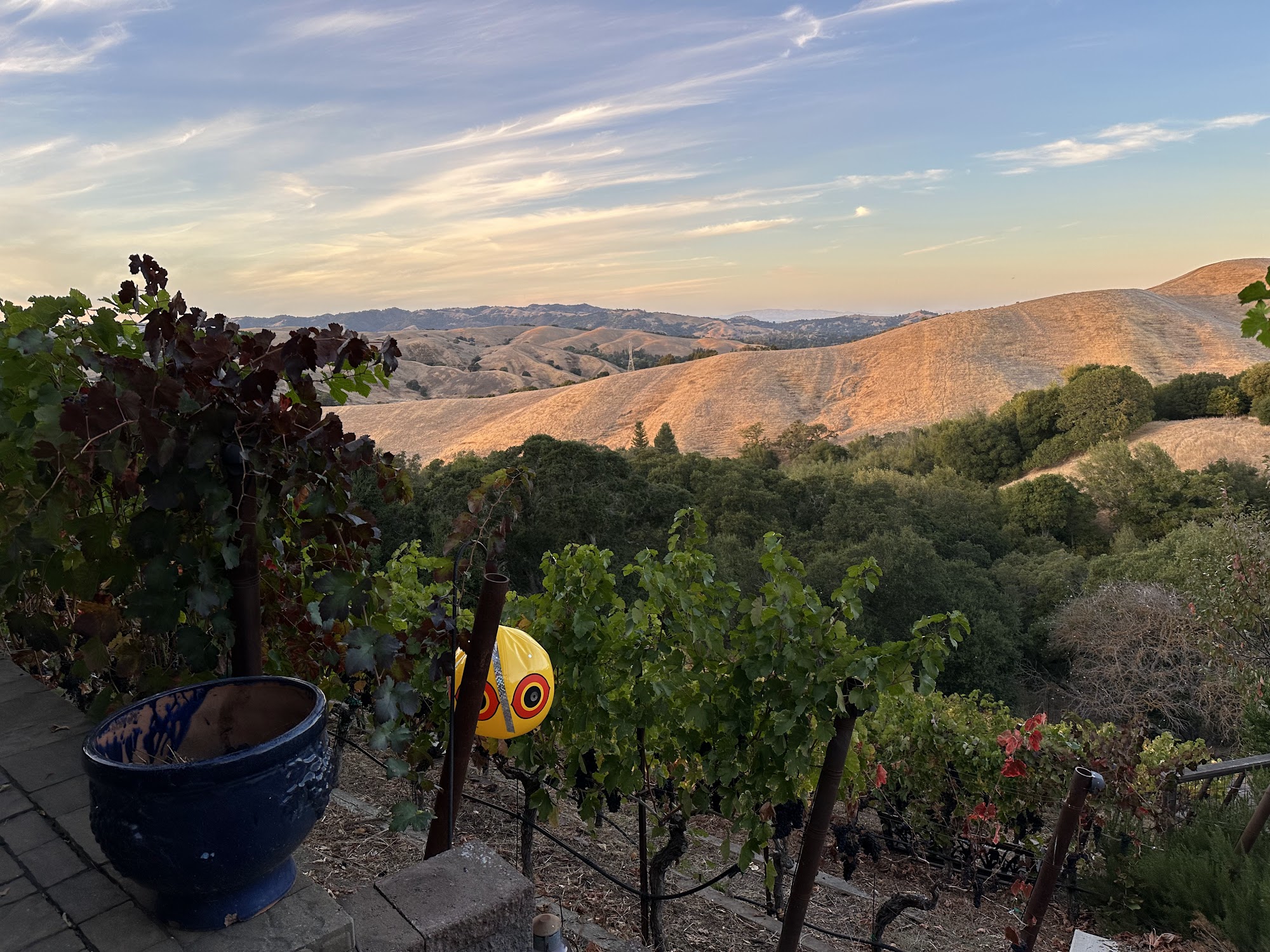 Captain Vineyards Menu