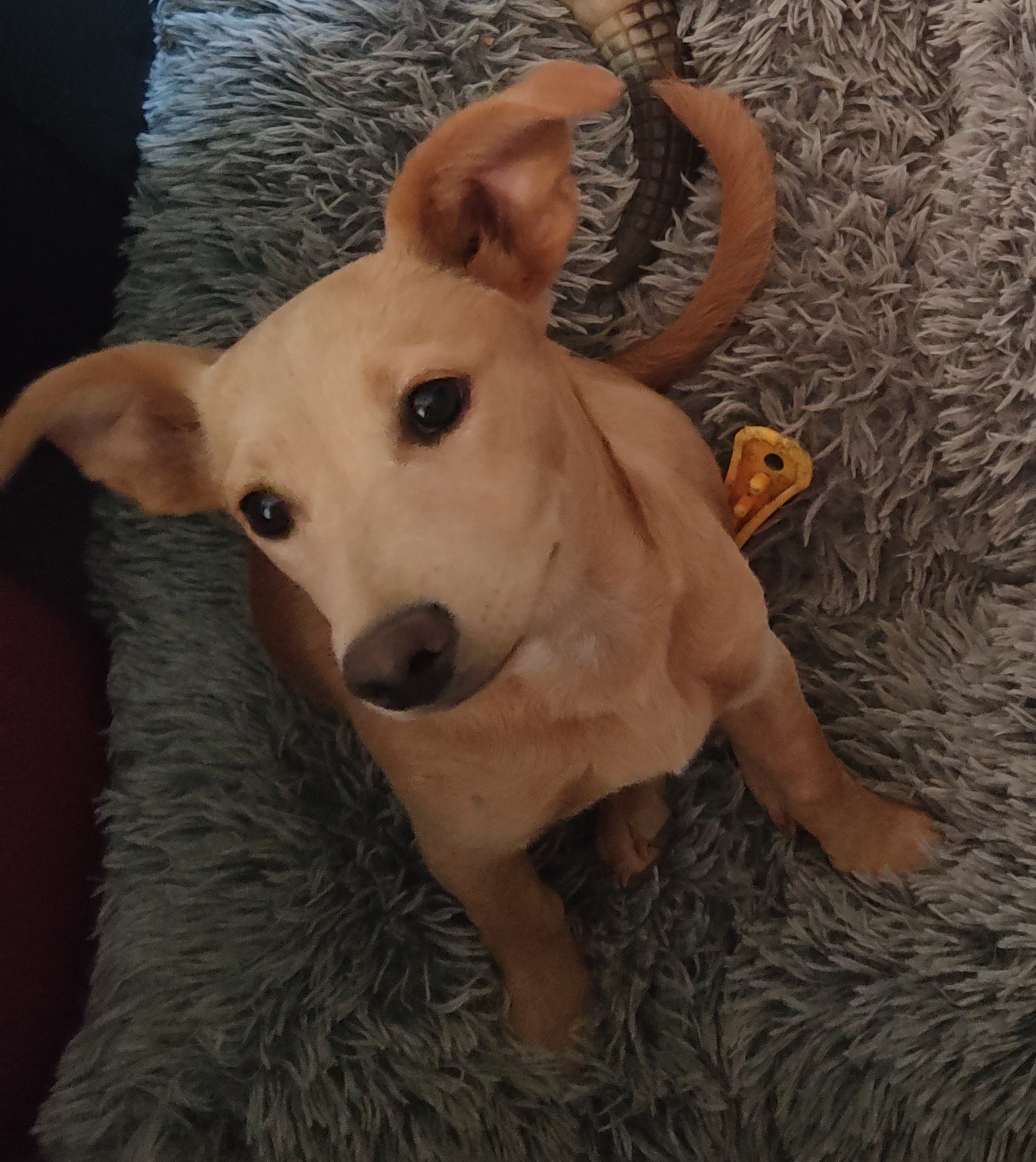 Moreno Valley Animal Clinic Moreno Valley