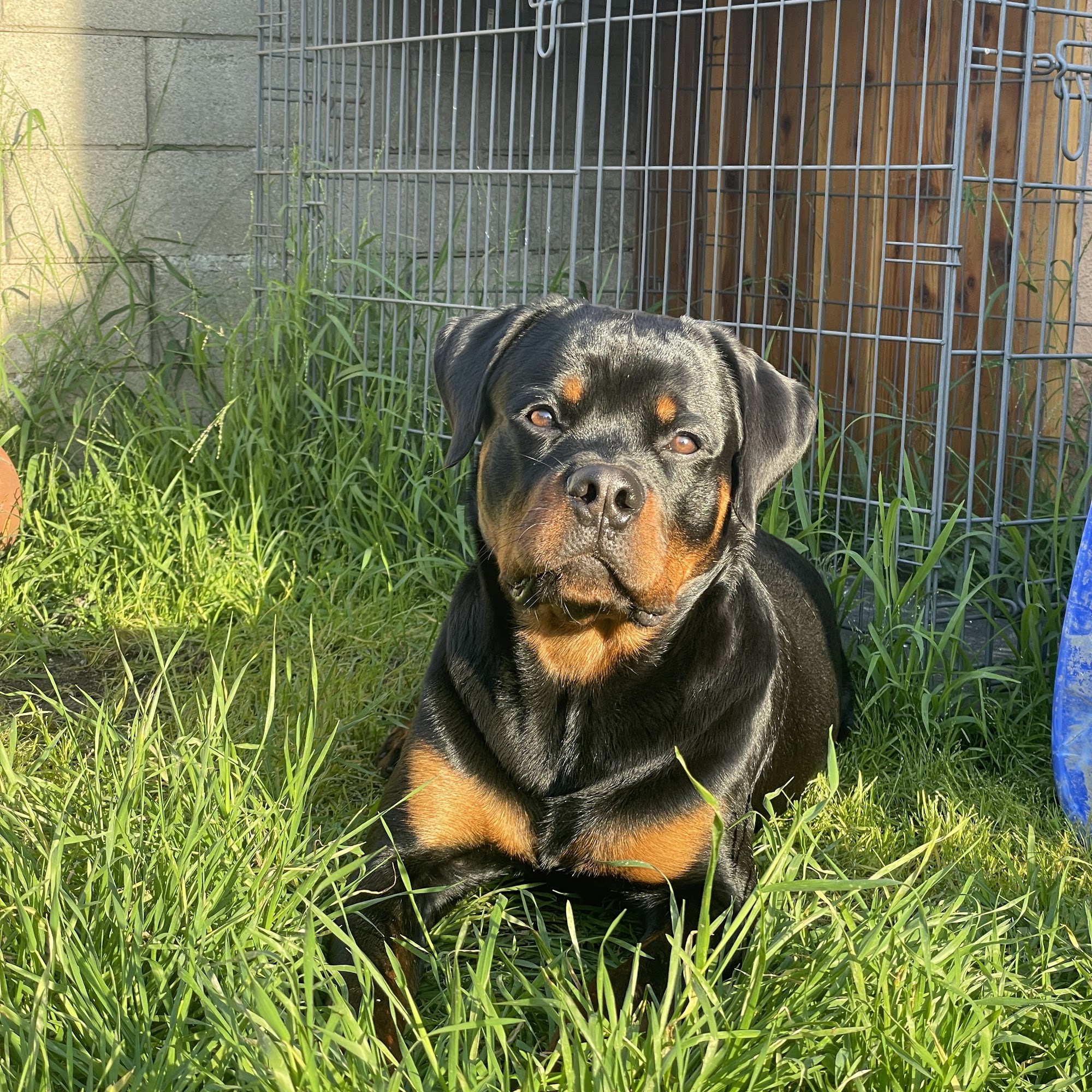 Von Der Obersten Rottweilers Moreno Valley